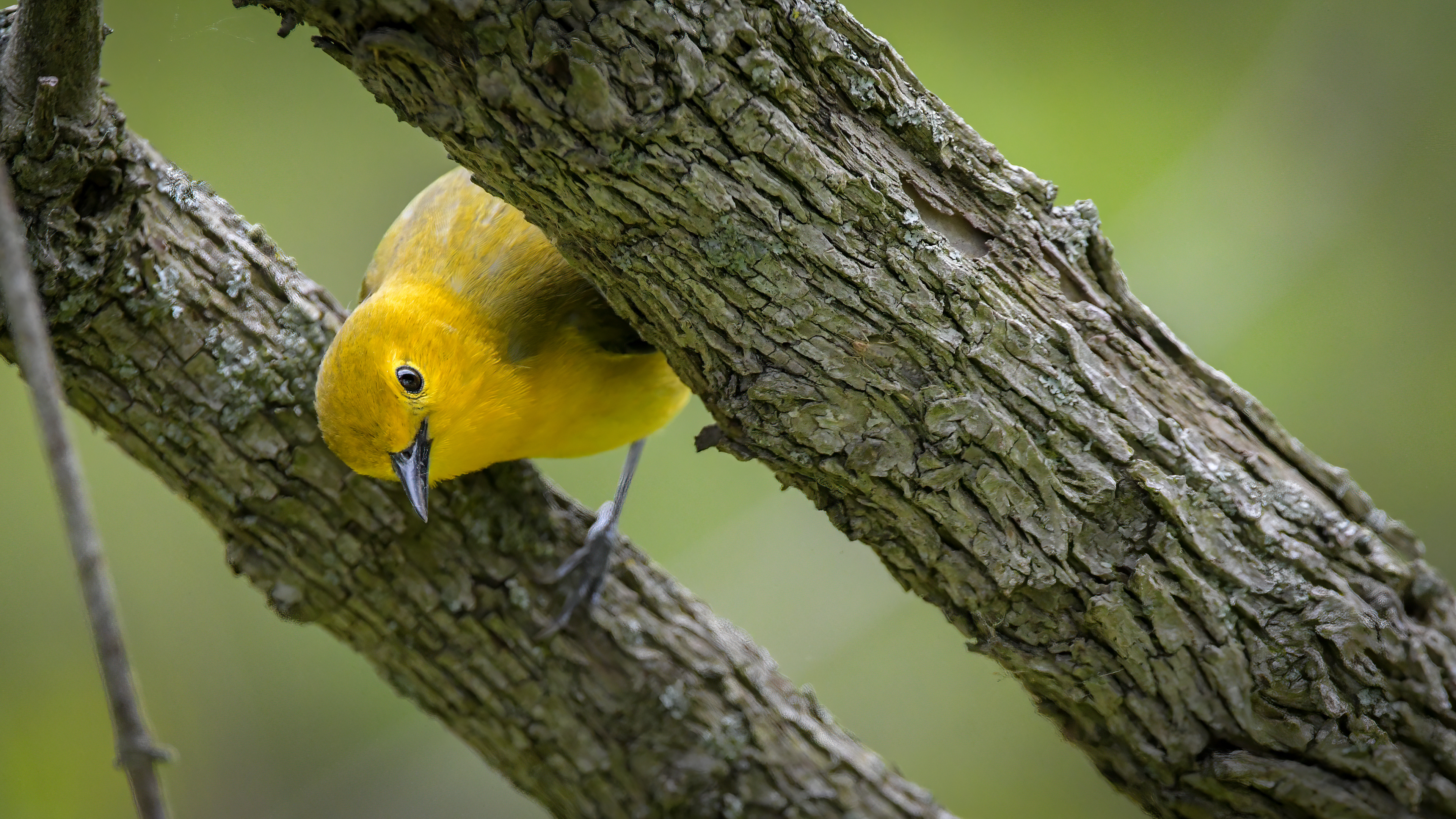 Prothonotary Warbler