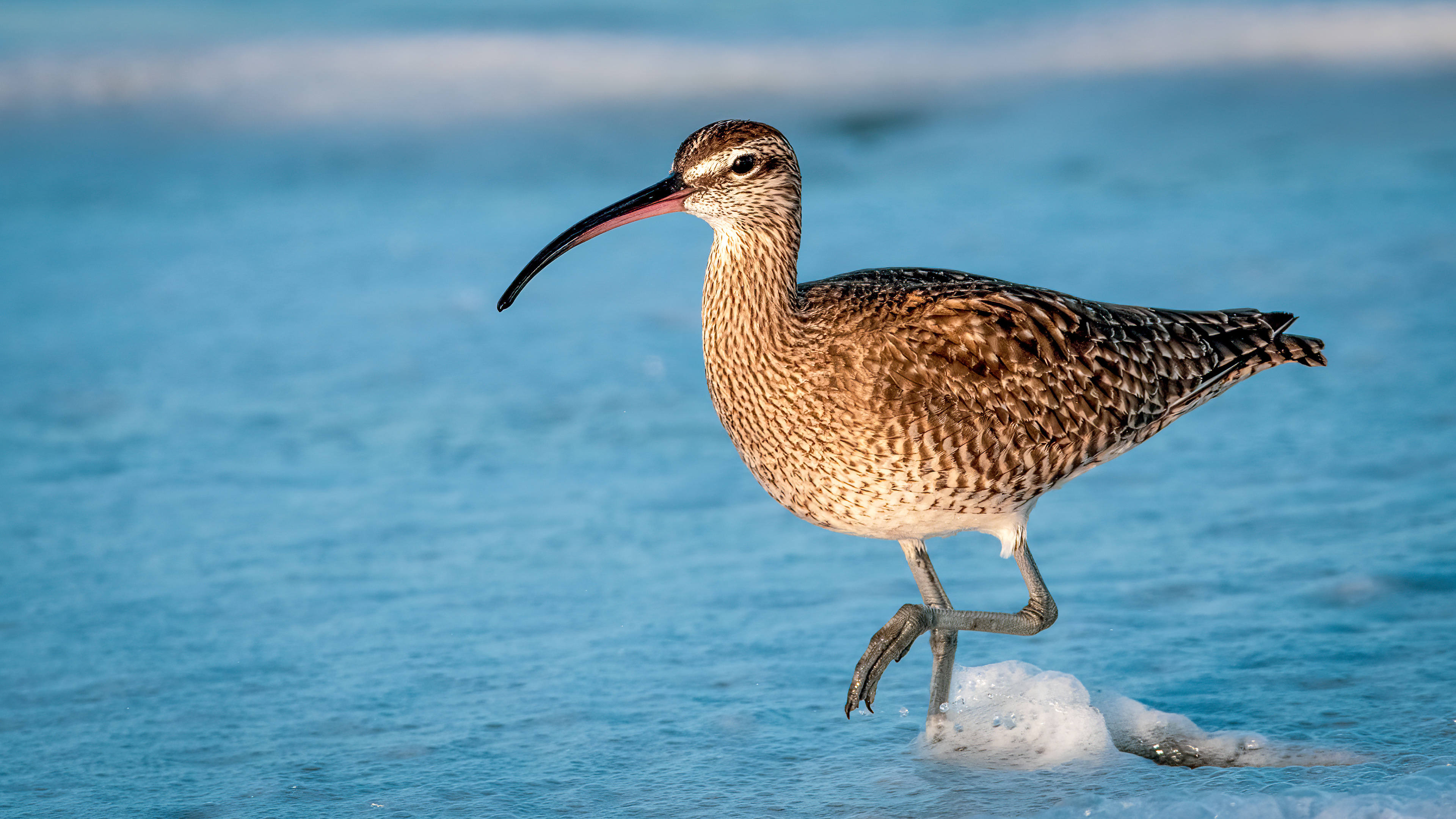 Whimbrel