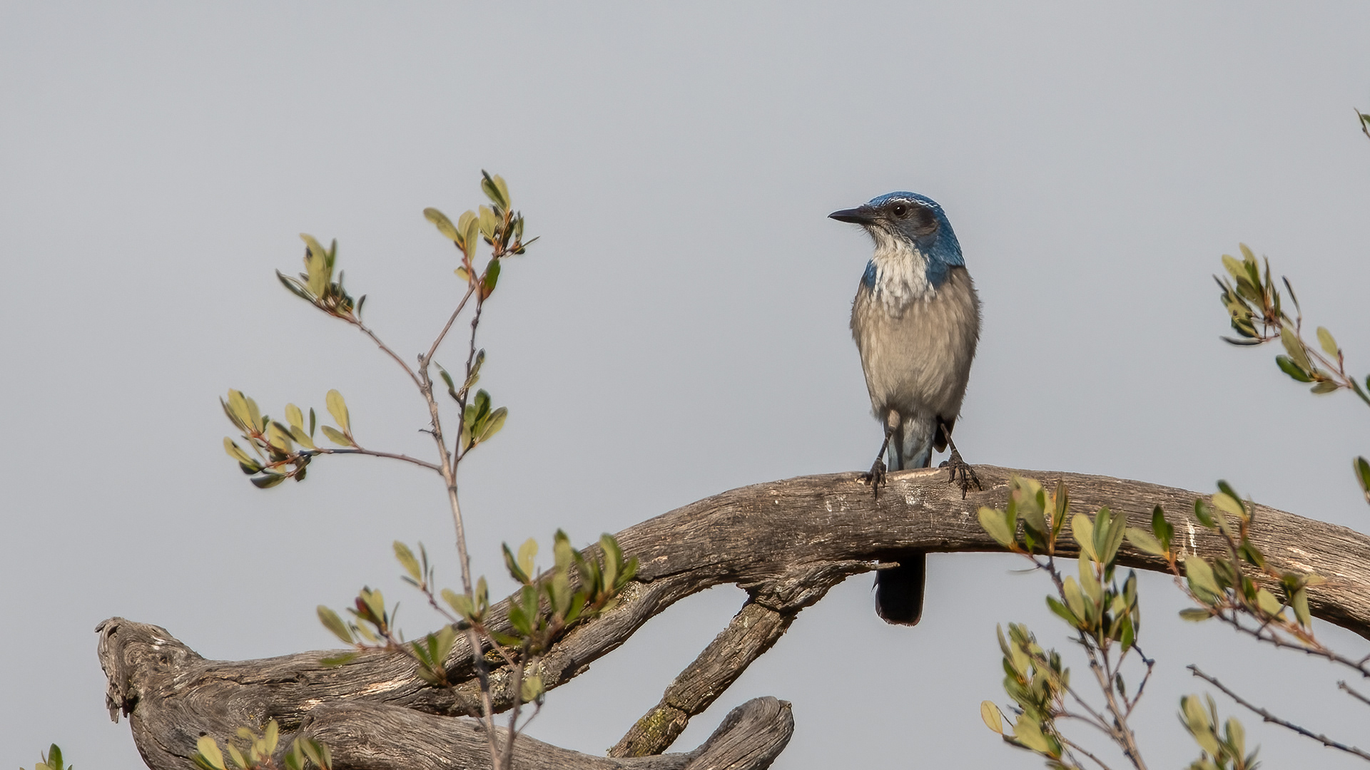 Woodhouse's Scrubjay