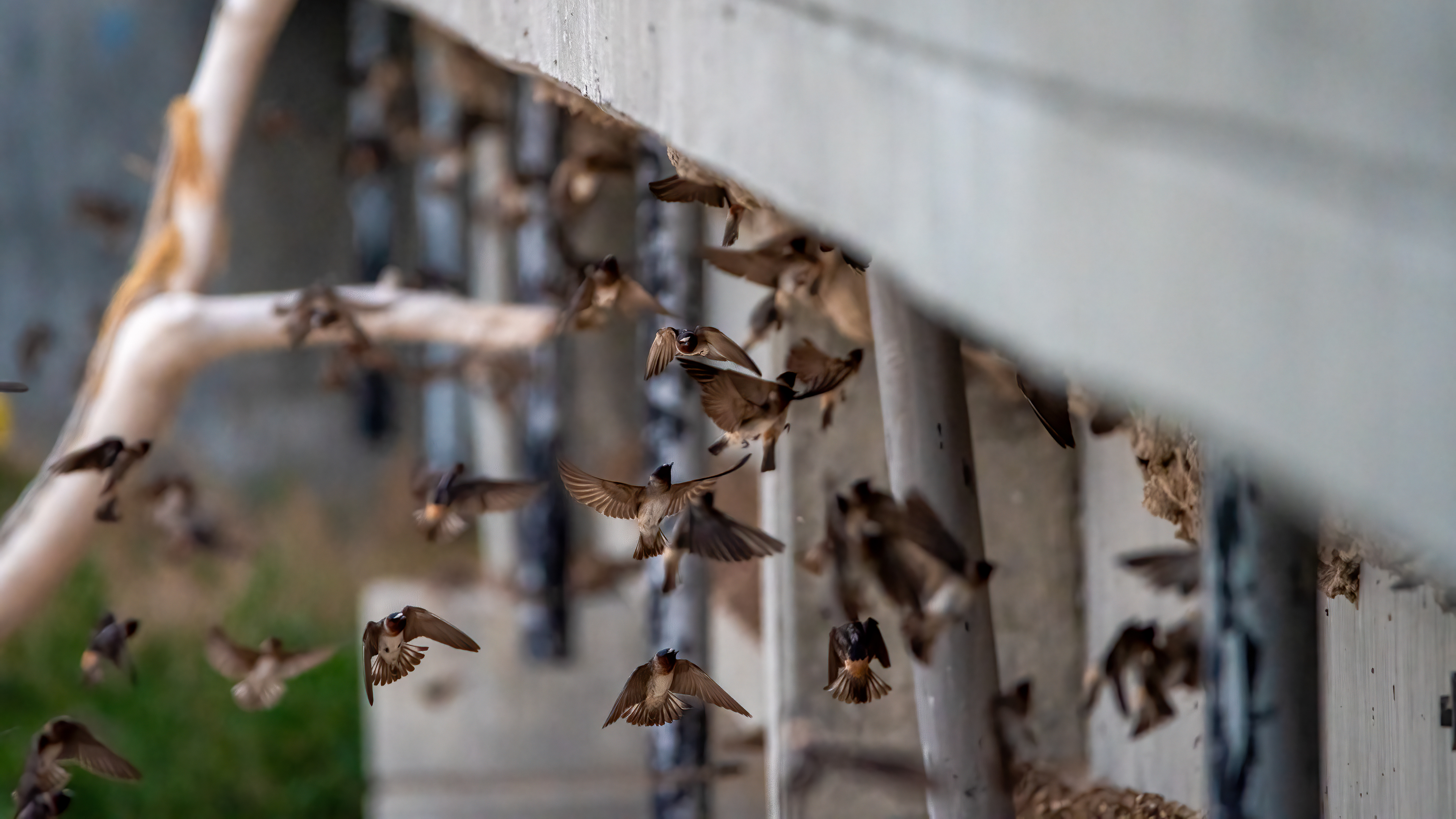 Cliff Swallows nesting under a bridge