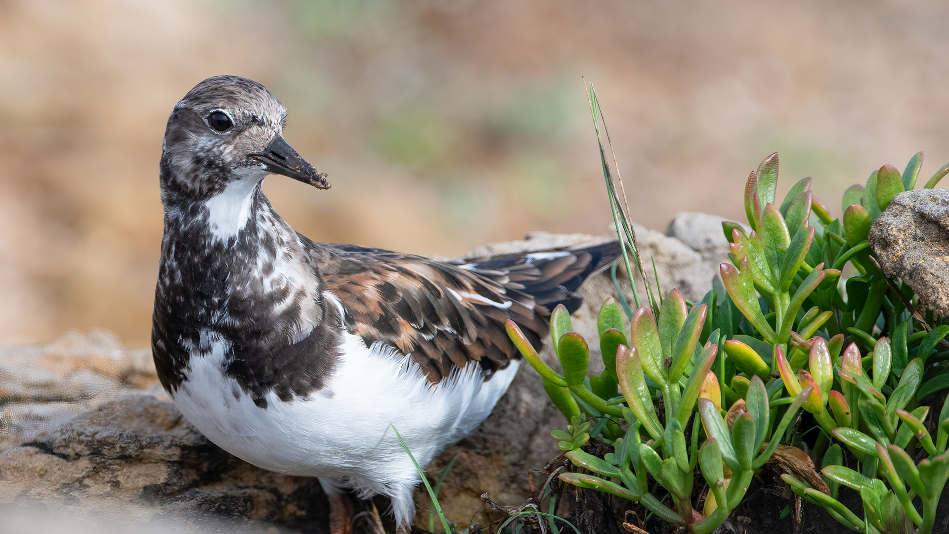 Ruddy Turnstone