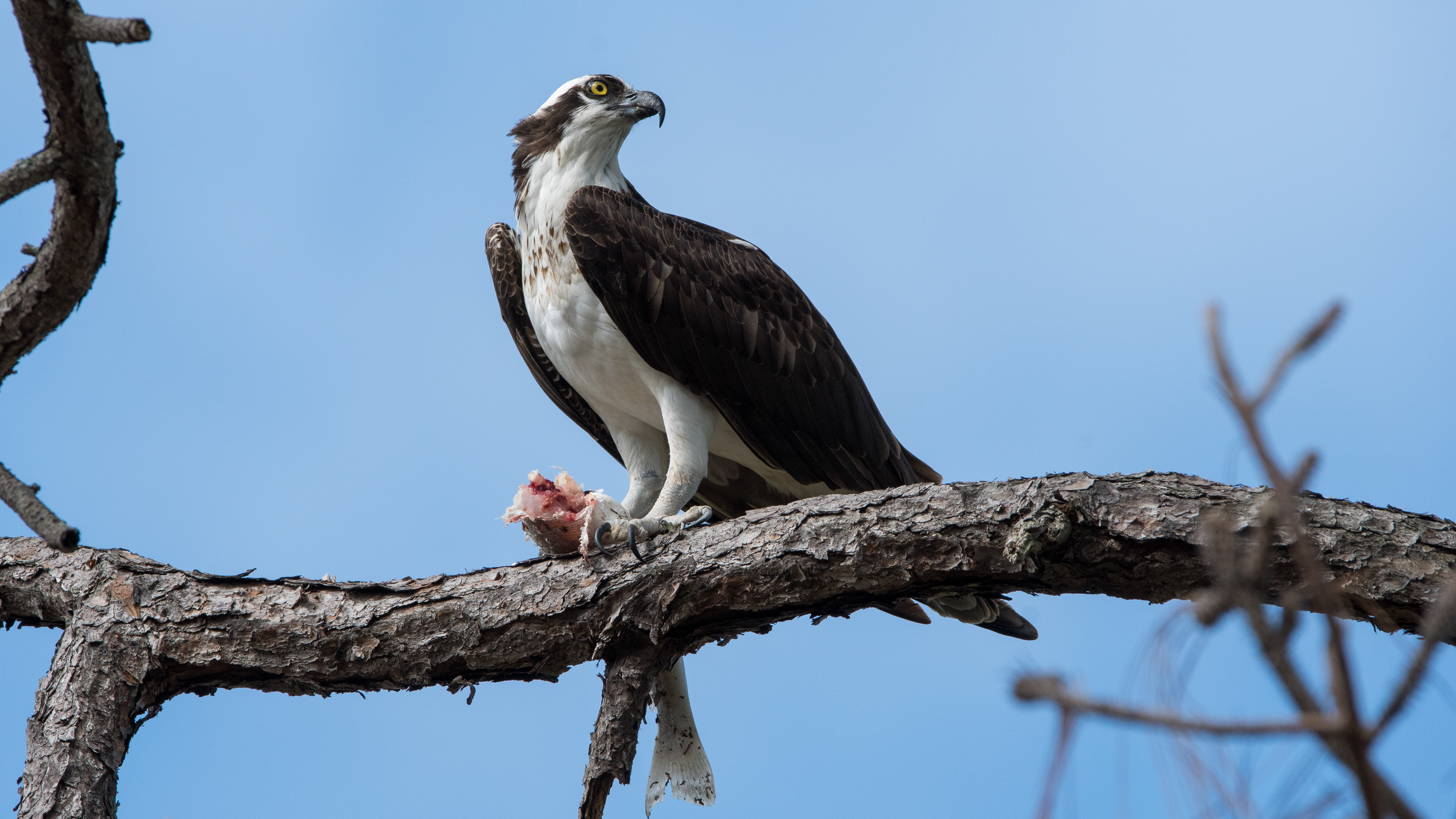 Osprey