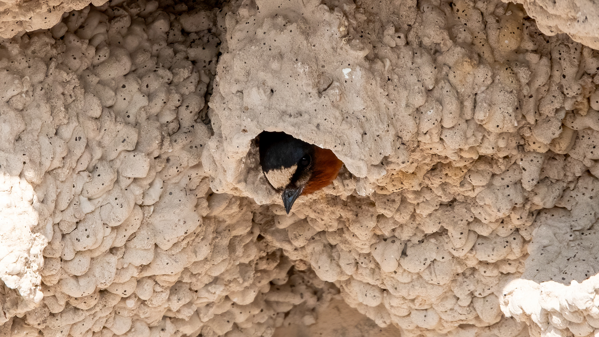 Cliff Swallow in Nest