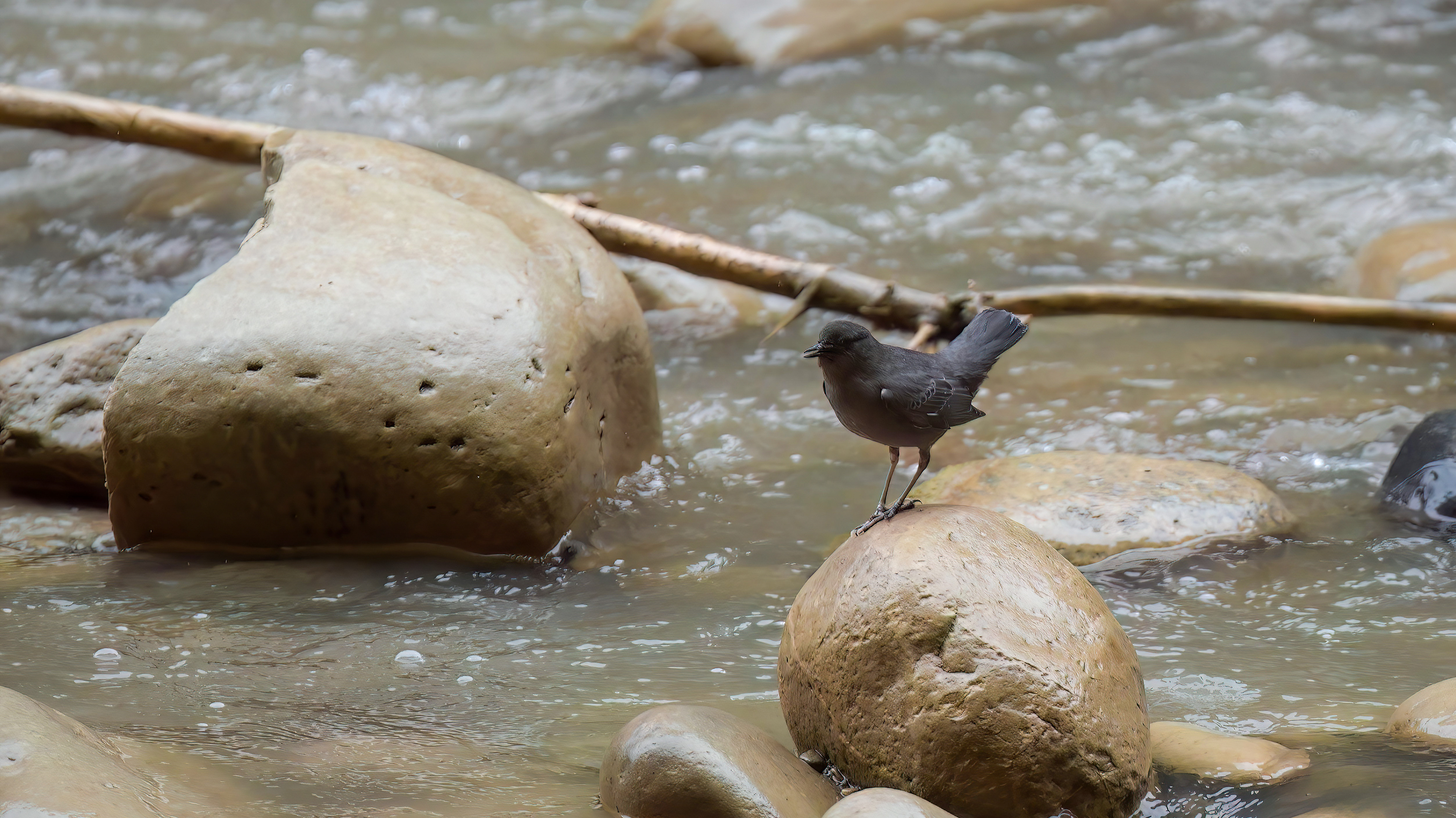 American Dipper