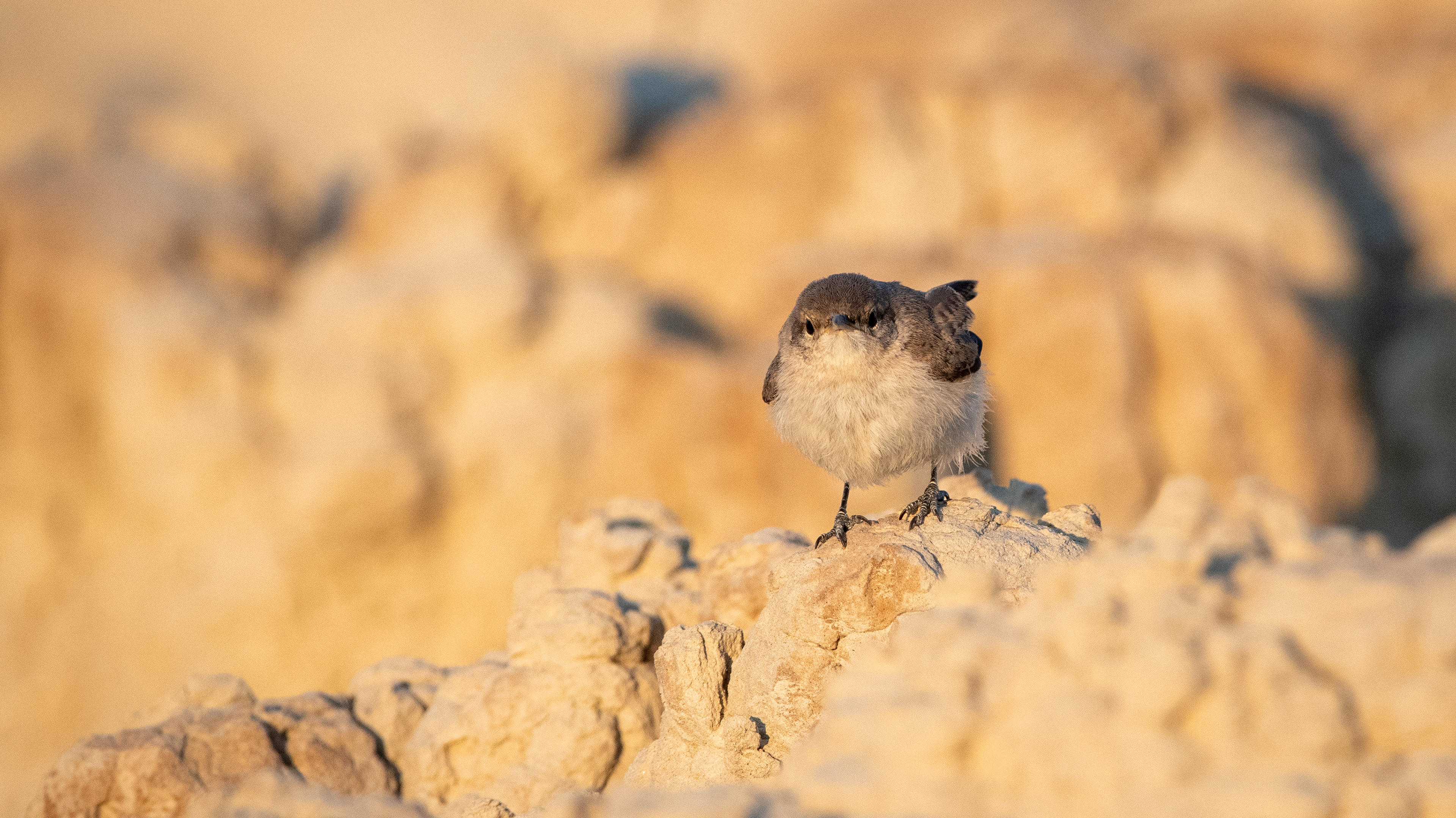 Rock Wren