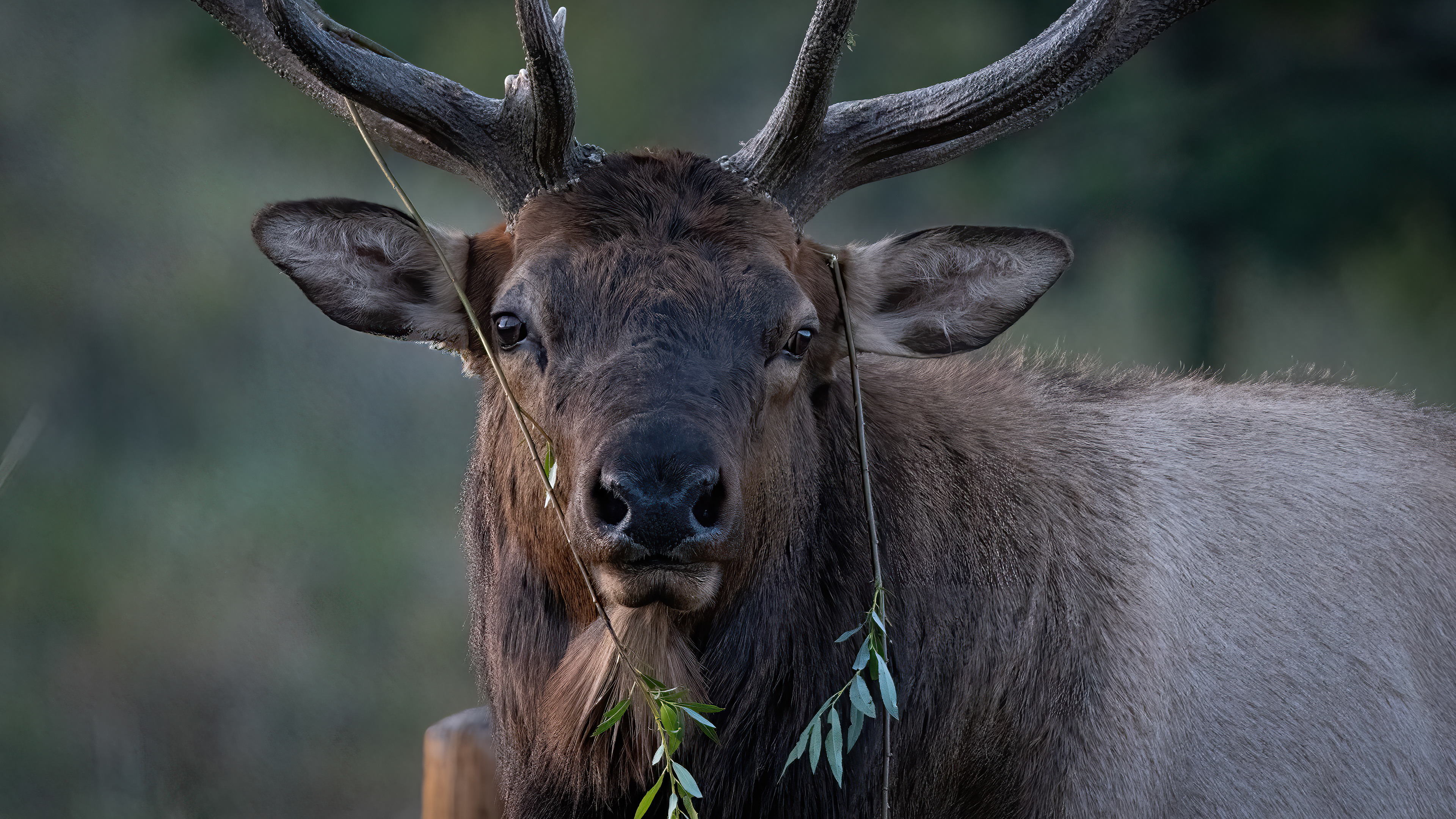 Bull Elk