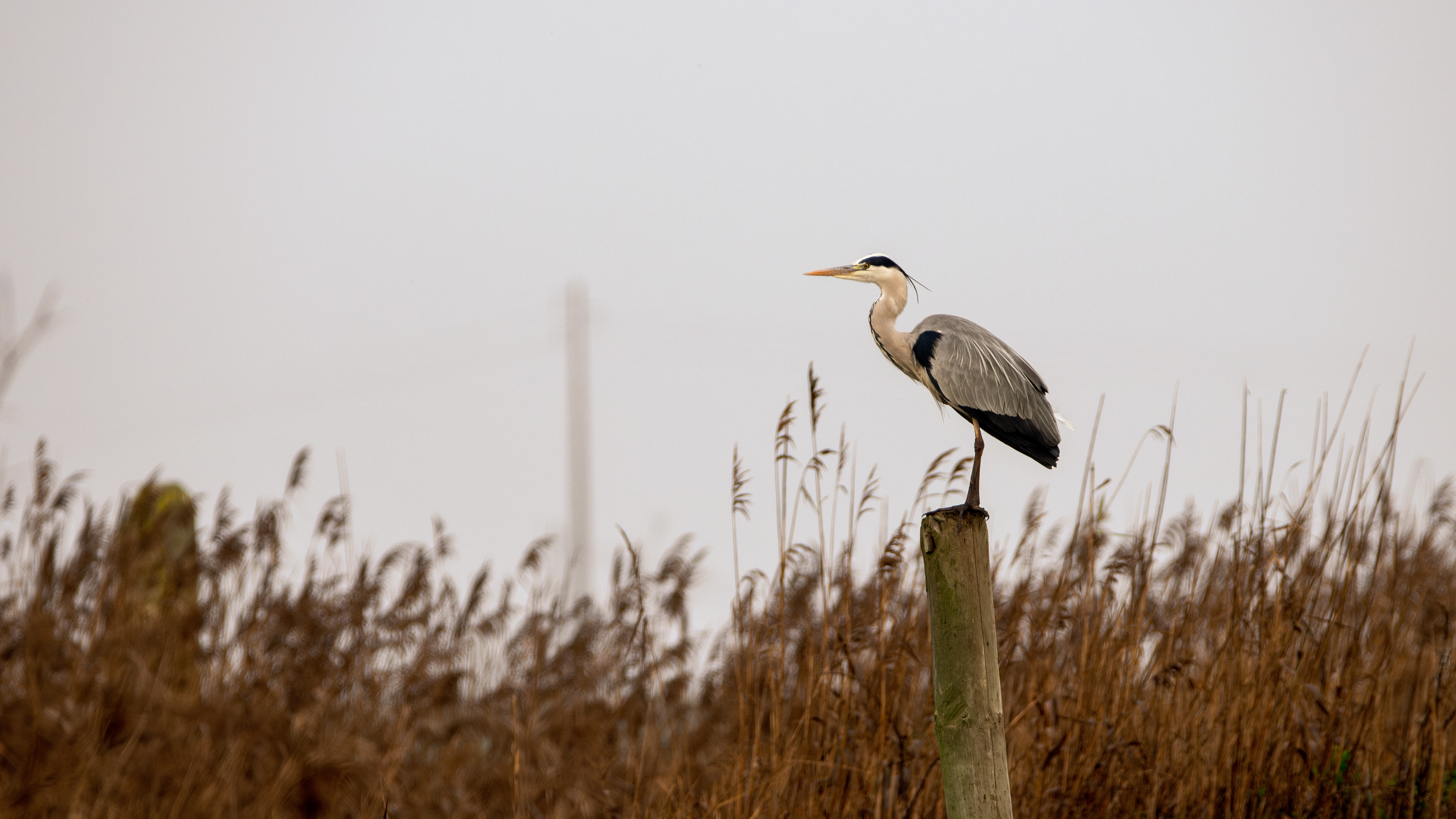 Gray Heron