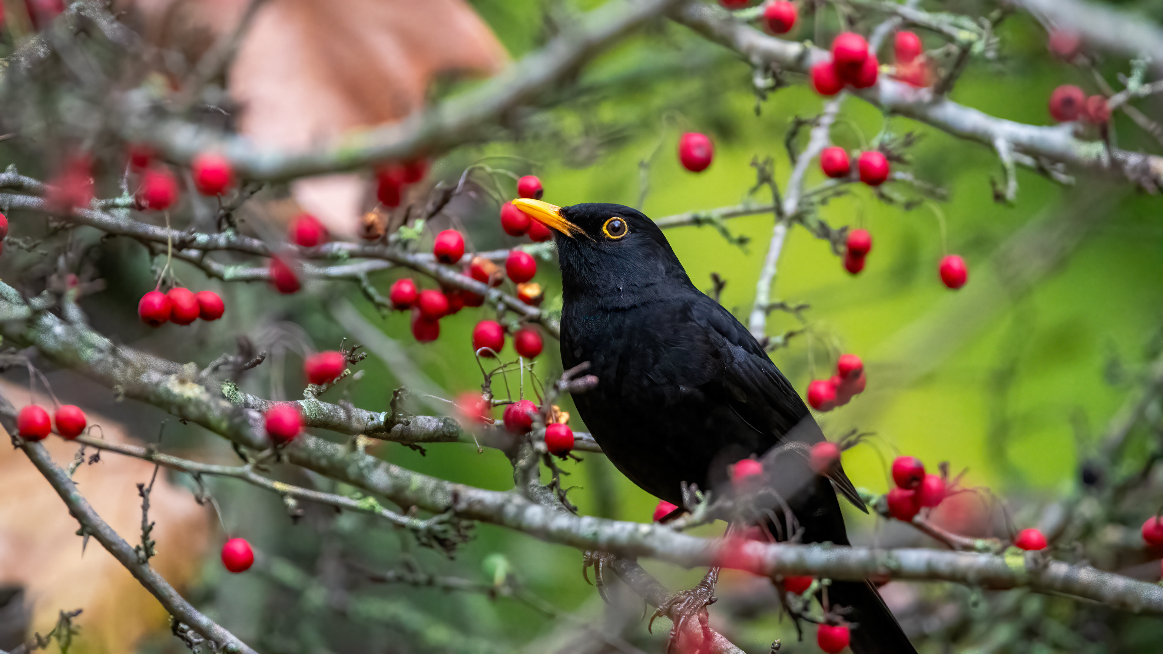Eurasian Blackbird