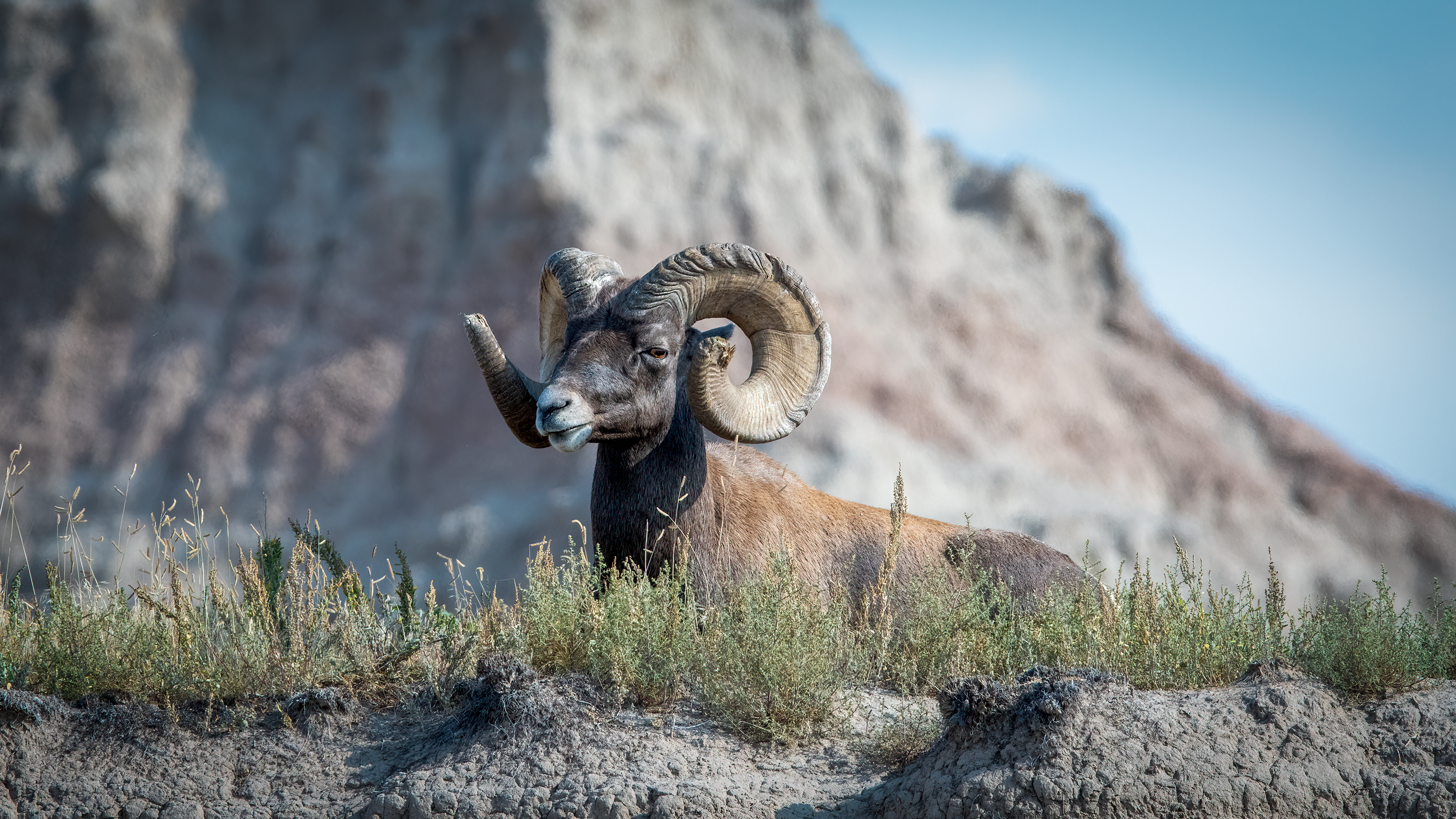 Bighorn Sheep
