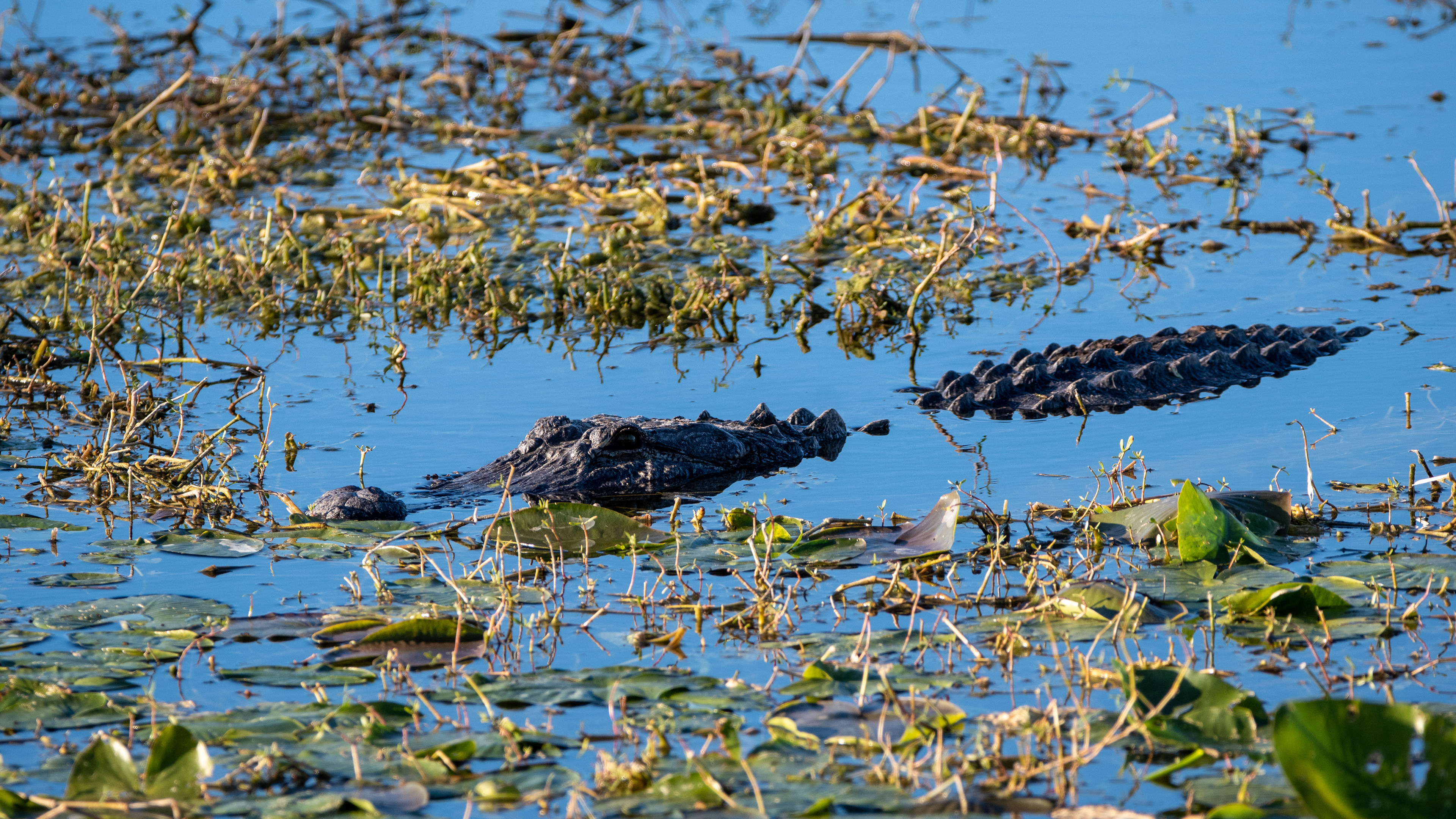 American Alligator