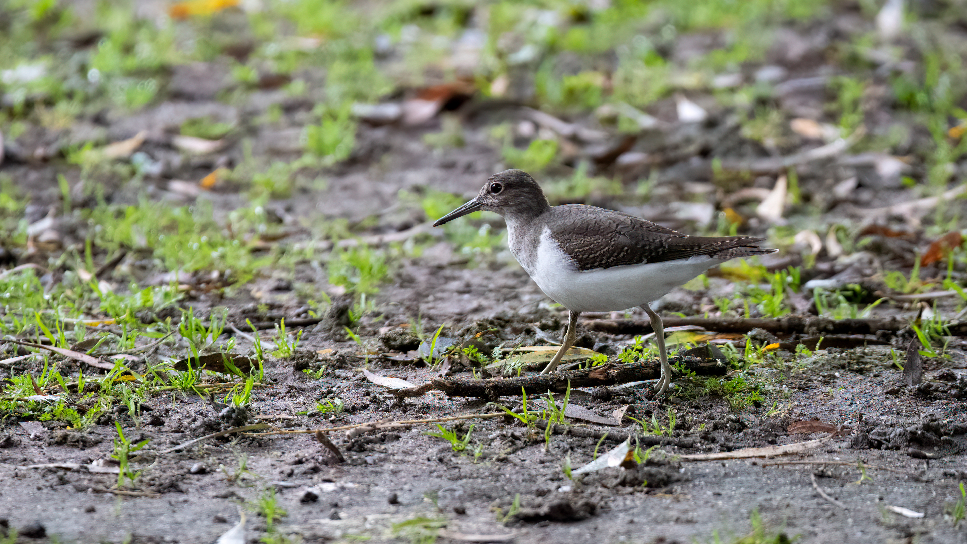 Common Sandpiper