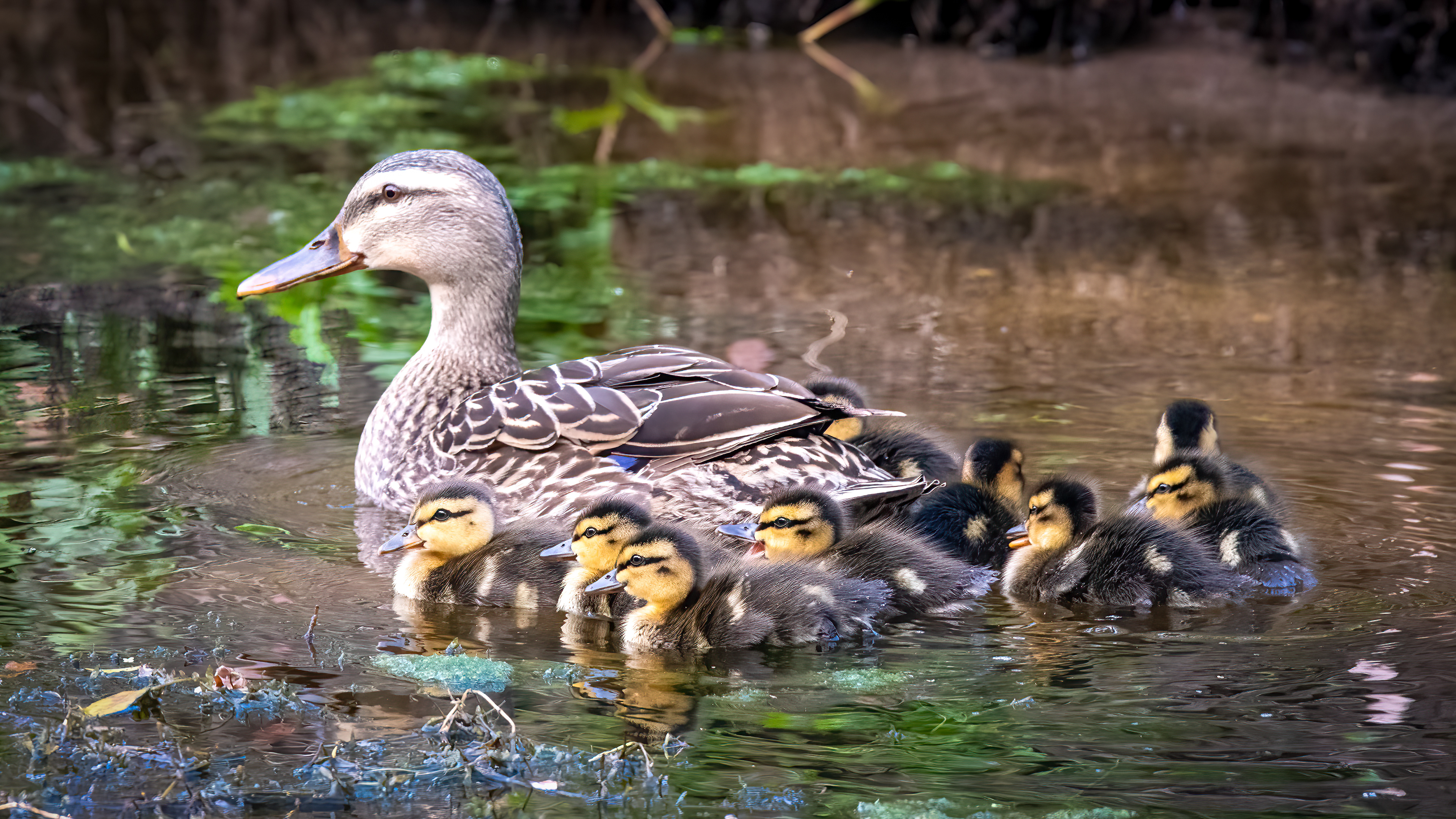 Mallard with Ducklings