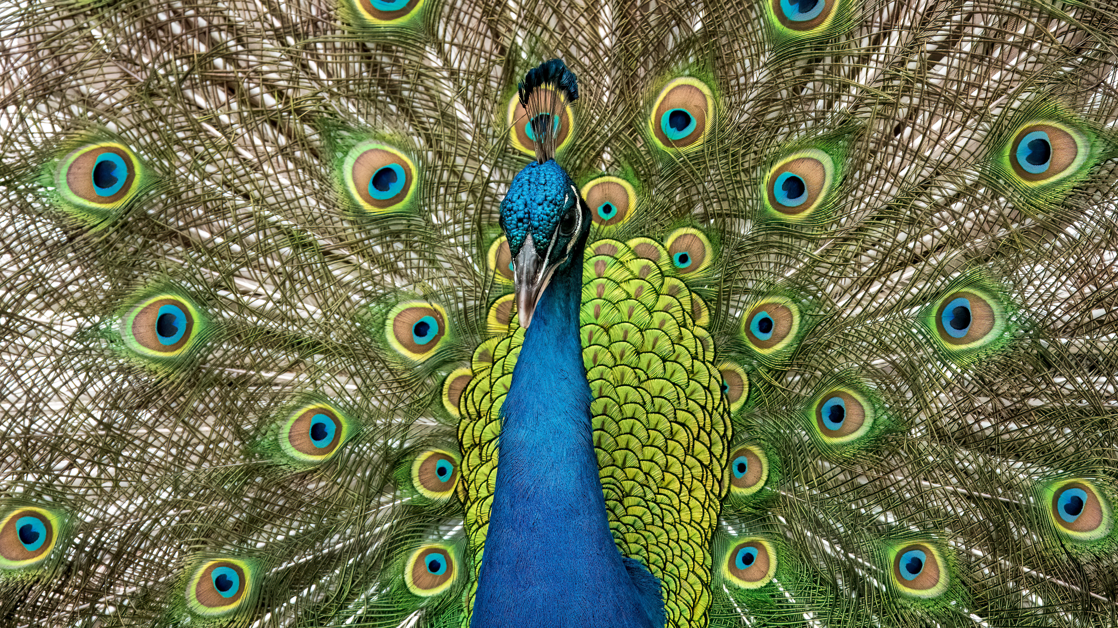 Indian Peafowl