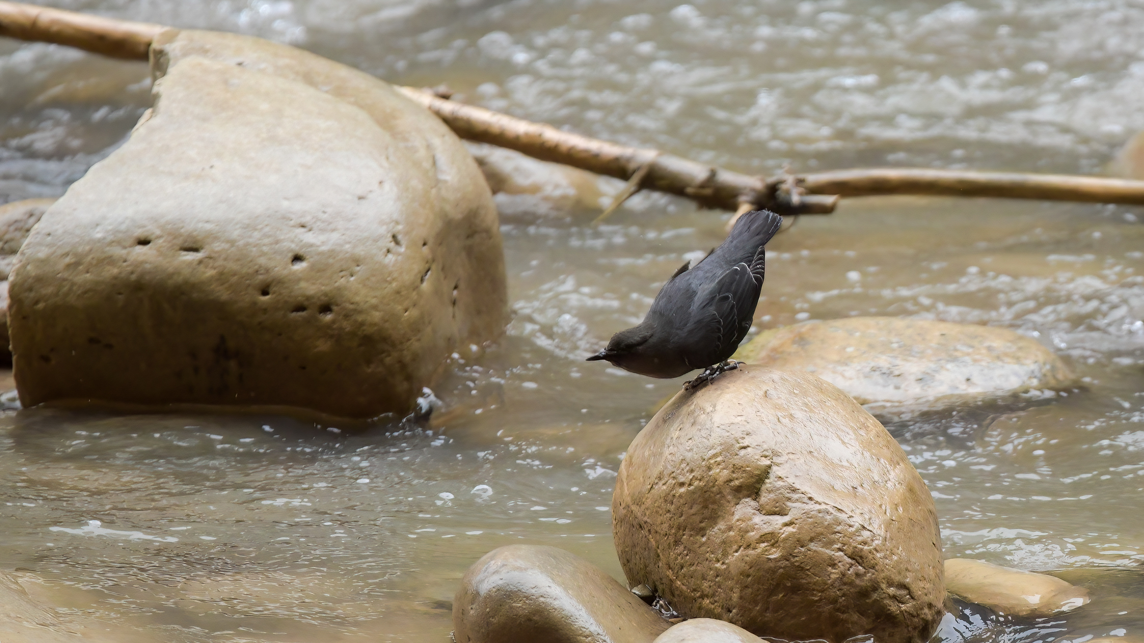 American Dipper