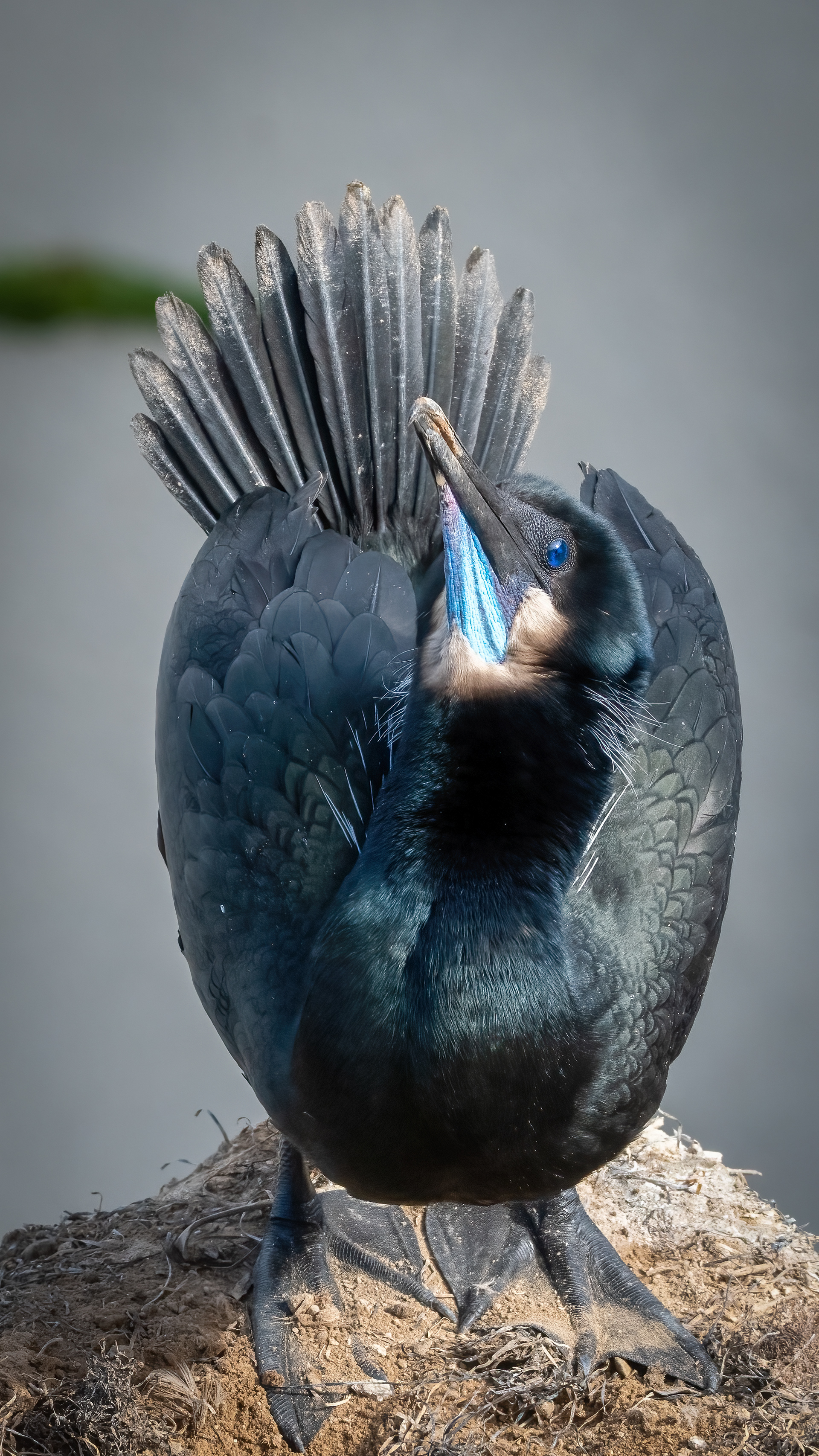 Brandt's Cormorant