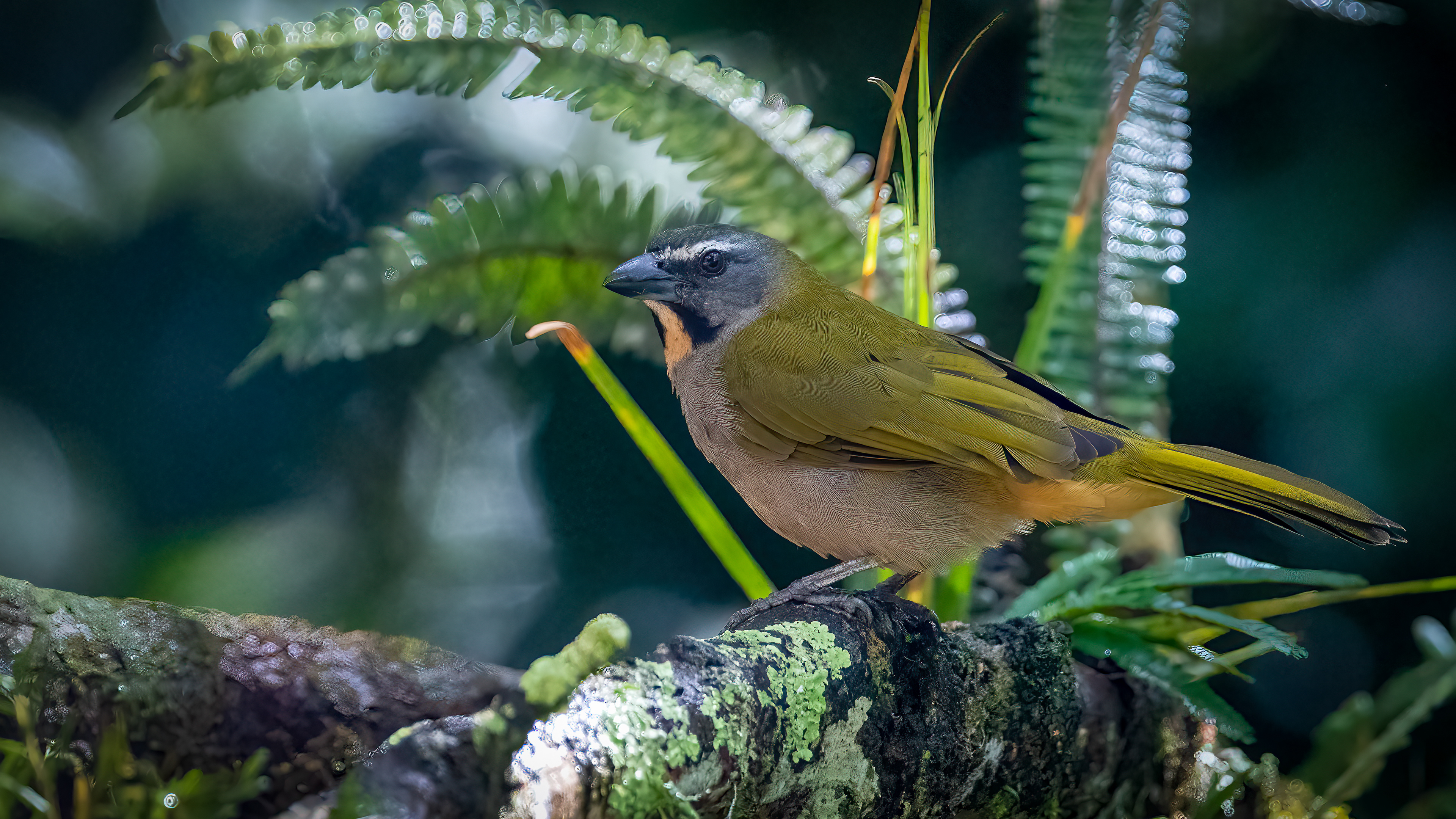 Buff Throated Saltator