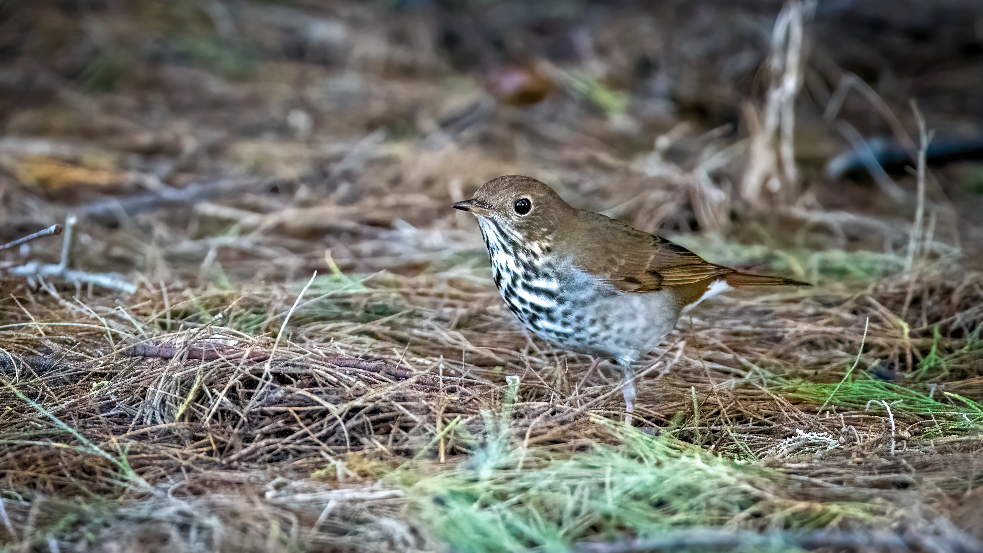 Hermit Thrush