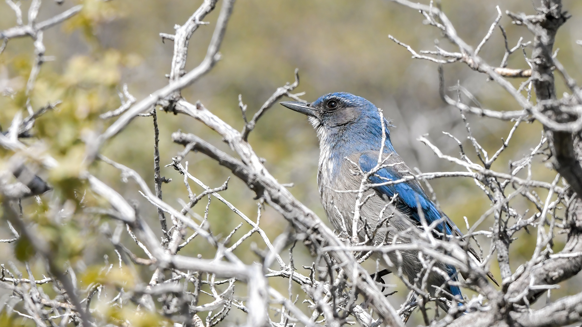 Woodhouse's Scrubjay