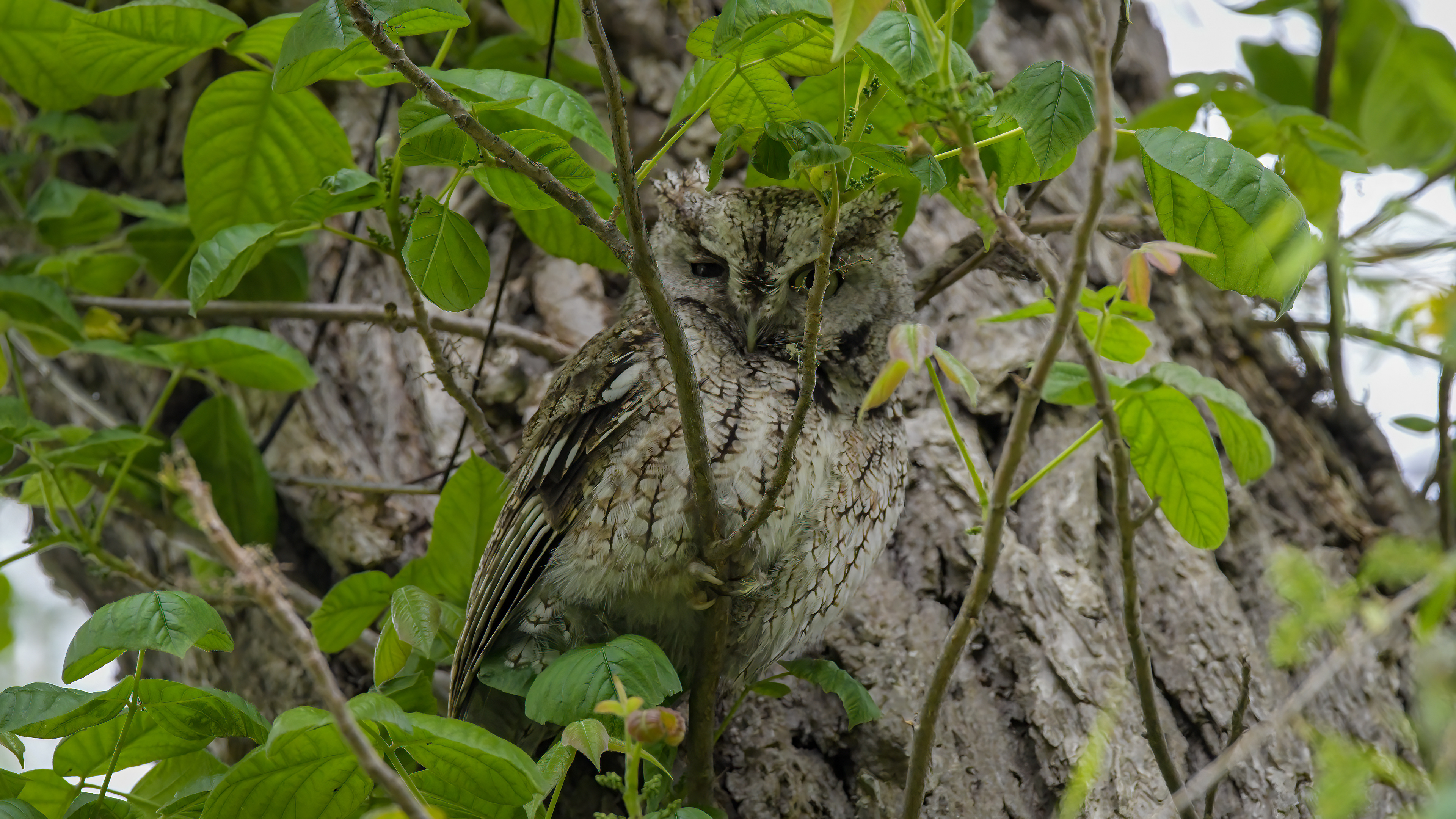 Eastern Screech Owl