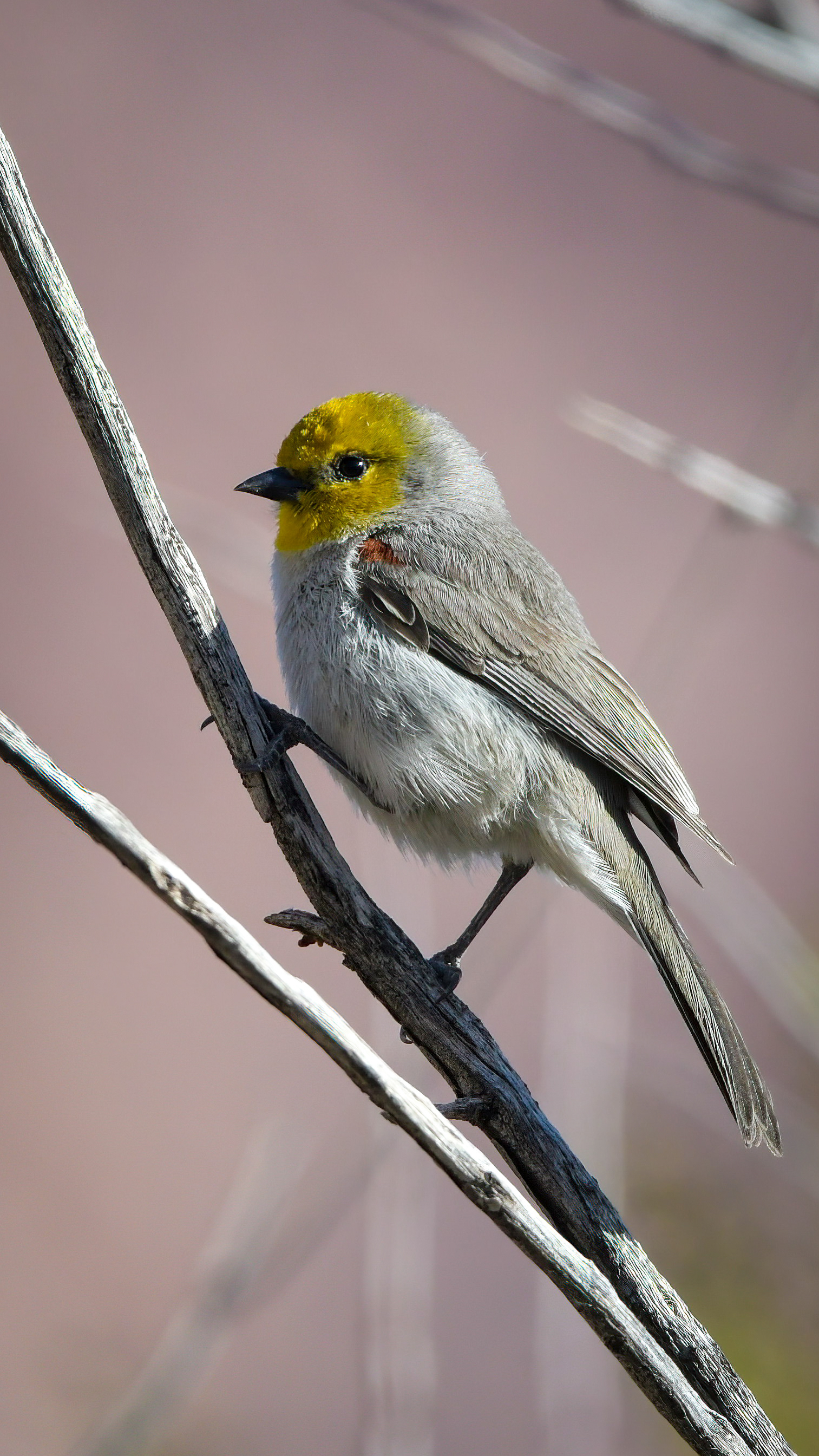 Verdin