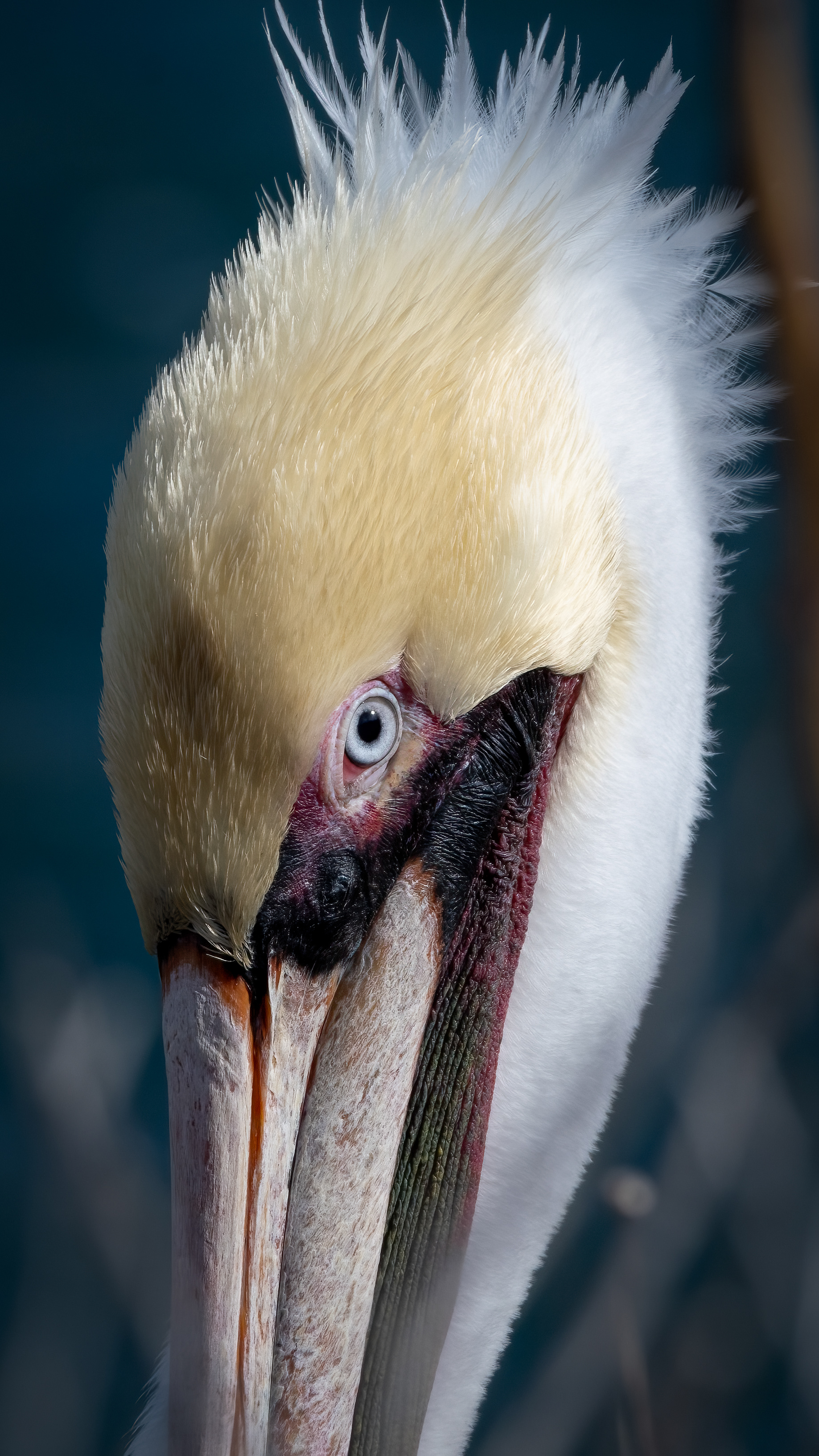 Brown Pelican