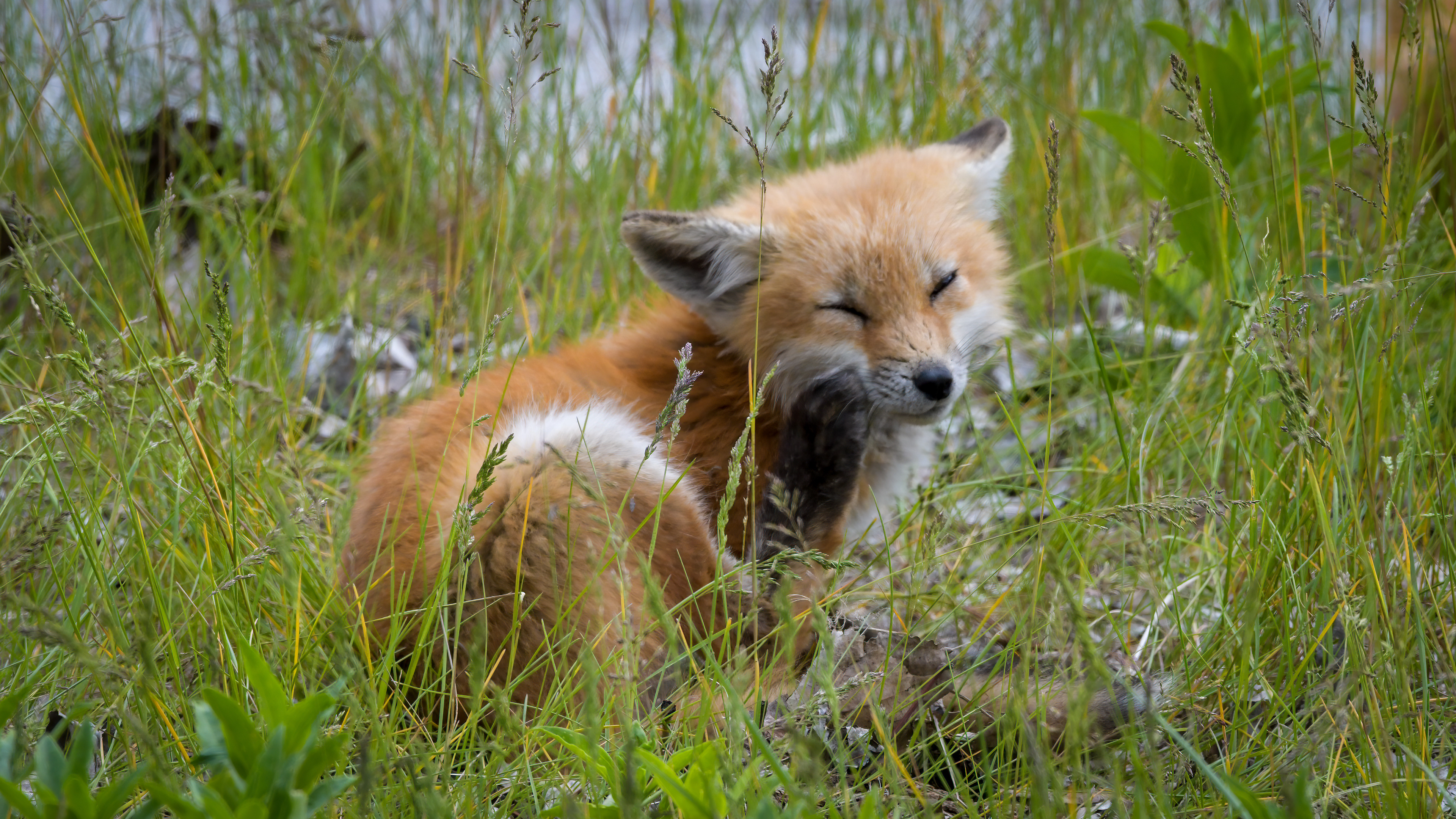 Red Fox Kit