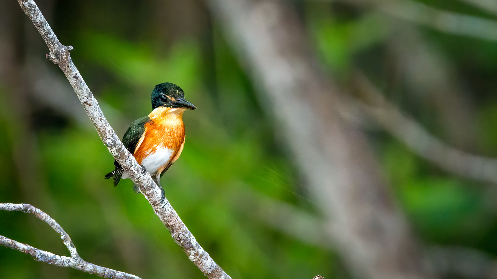 American Pygmy Kingfisher