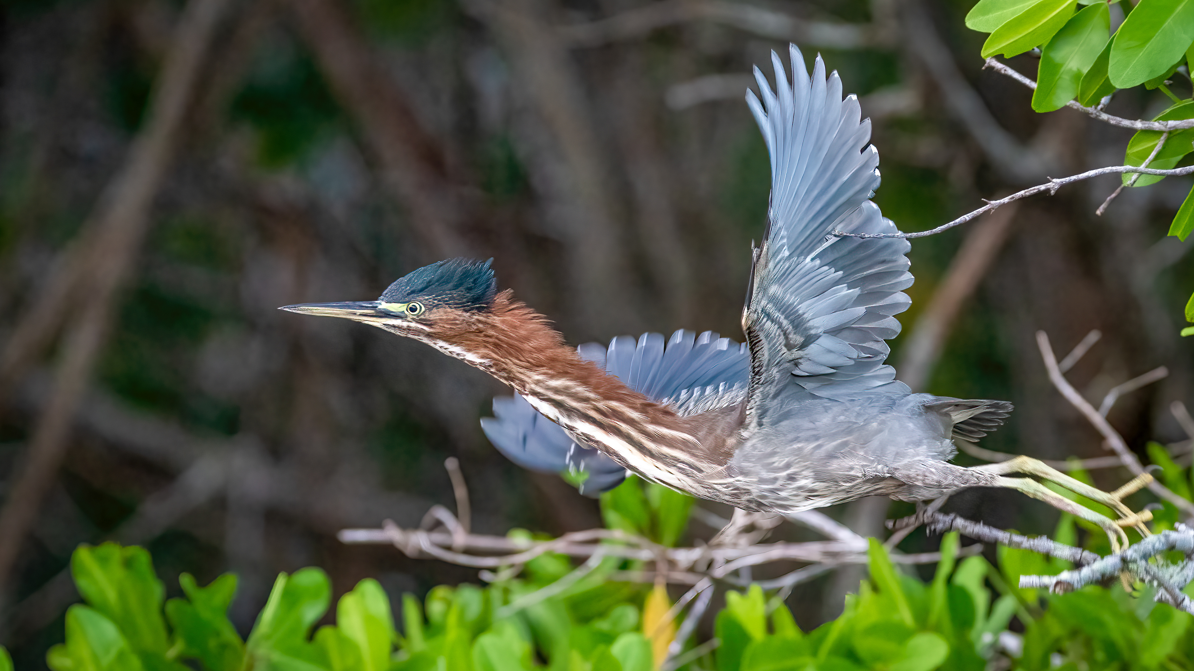 Green Heron