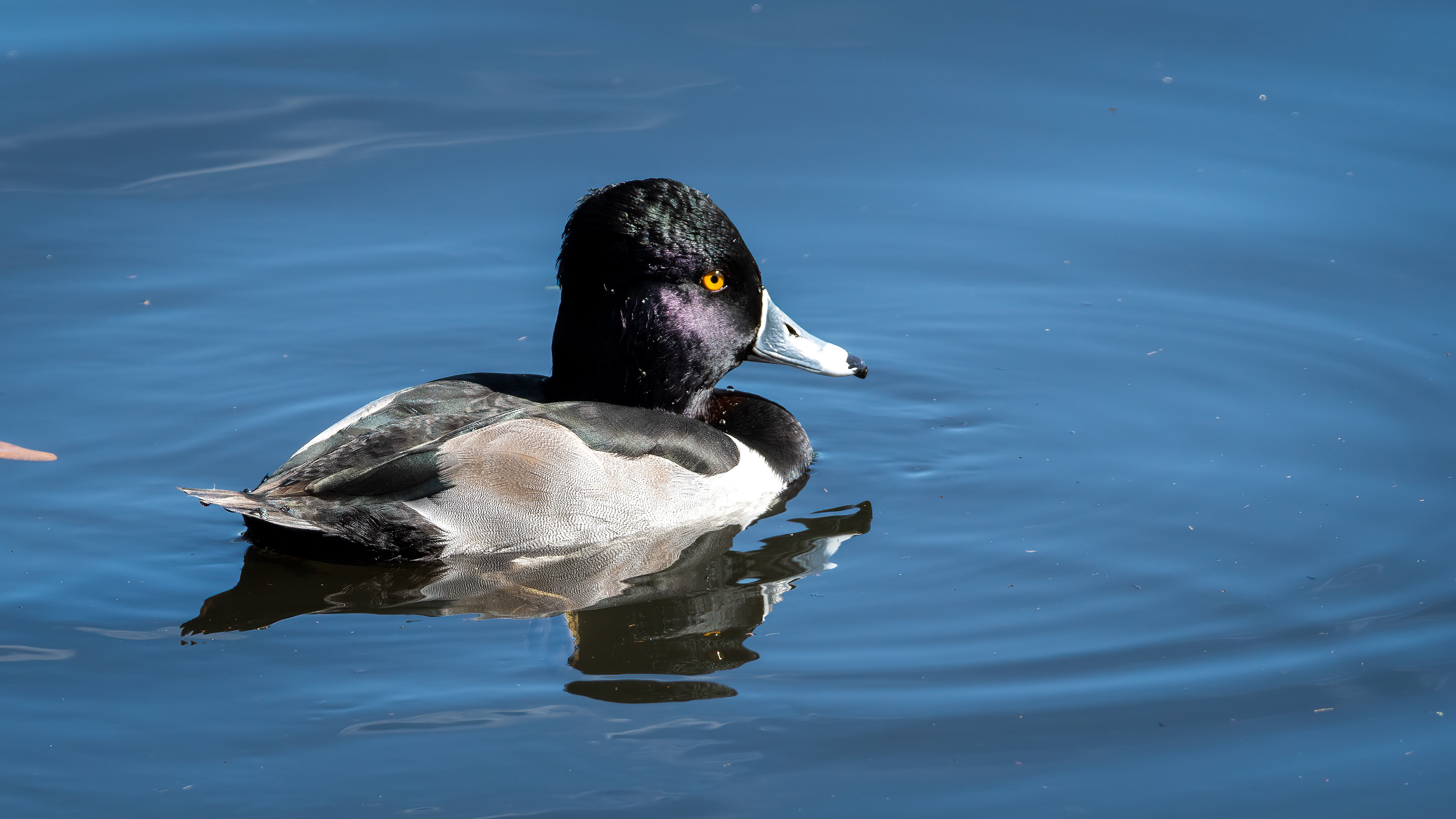Ring Necked Duck
