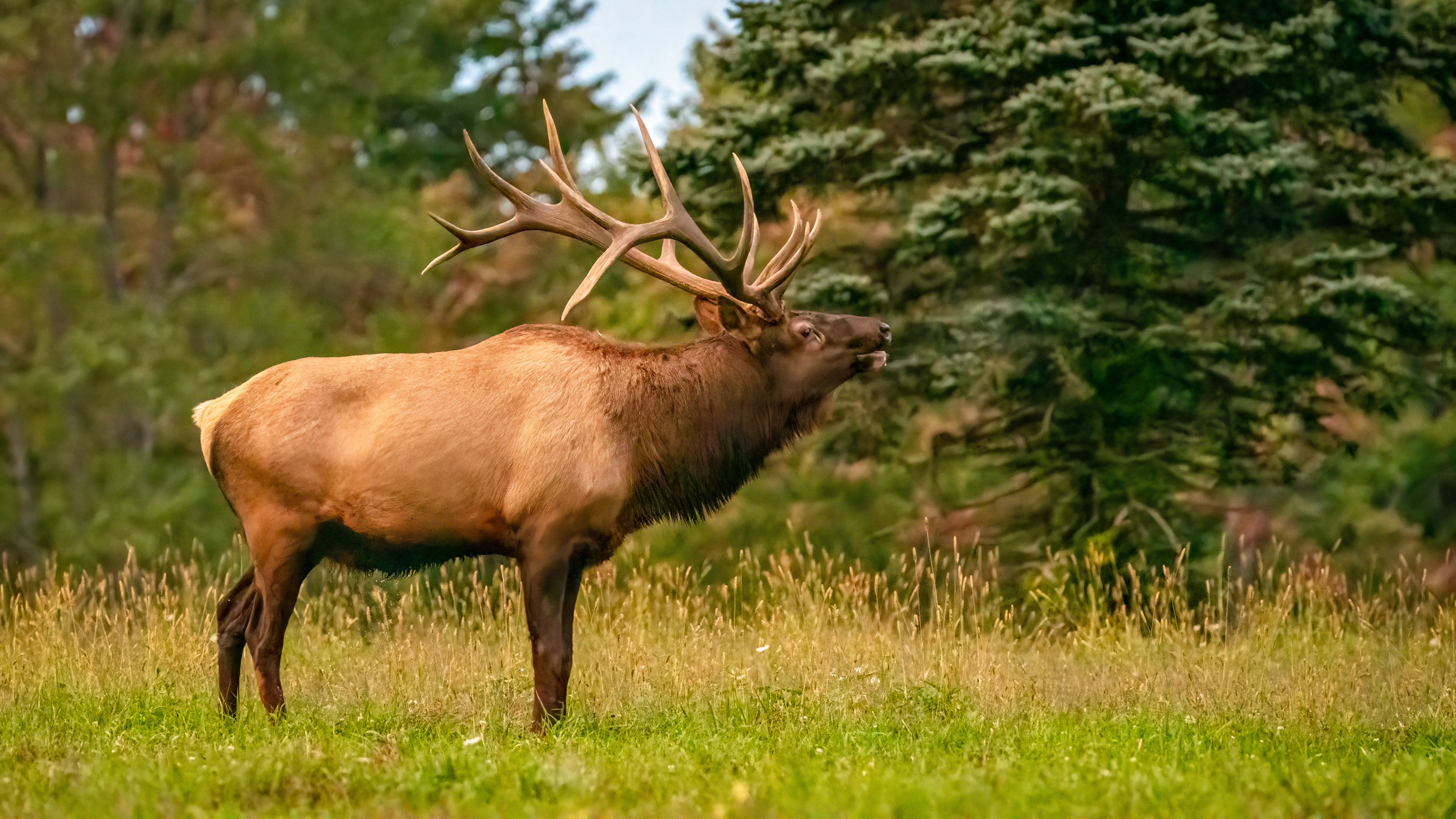 Bull Elk