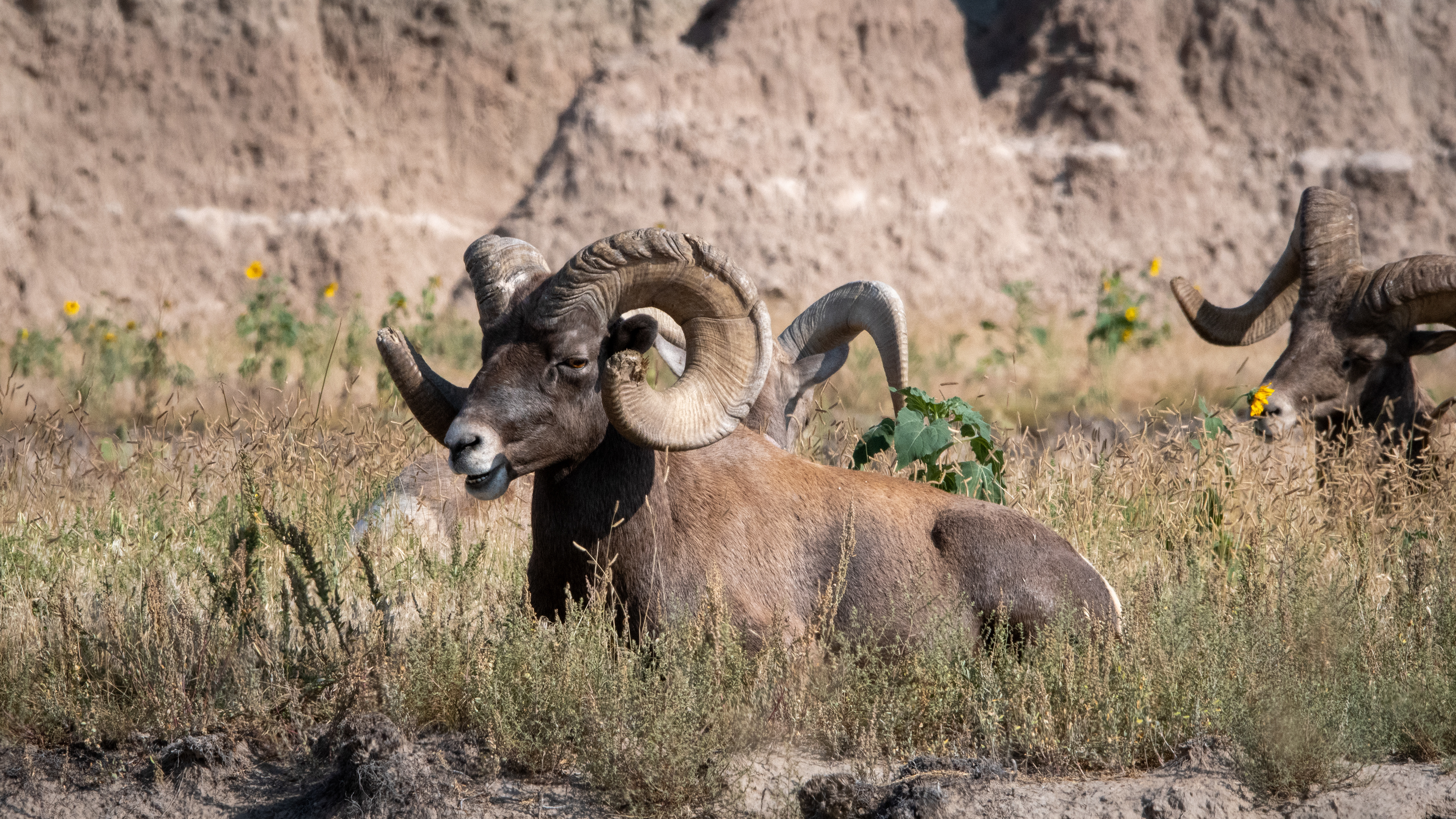 Bighorn Sheep