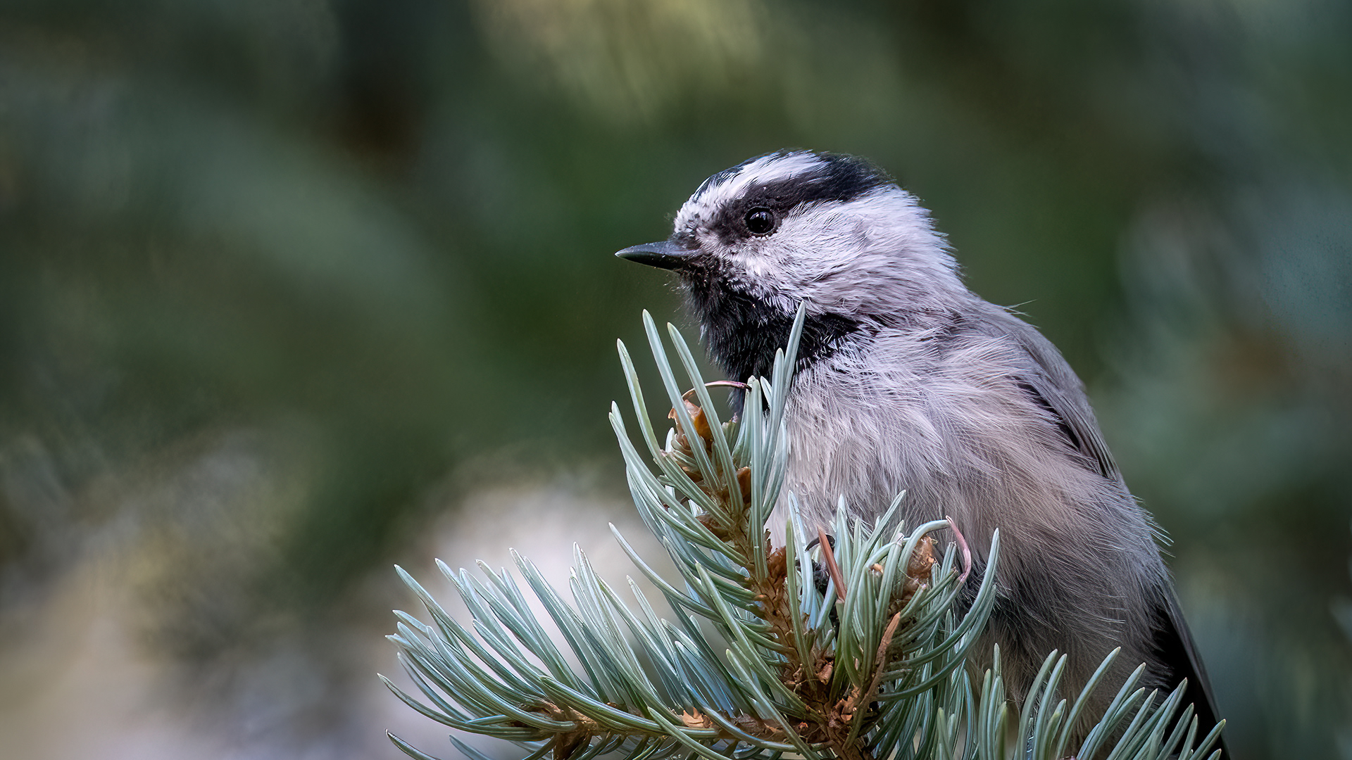 Mountain Chickadee