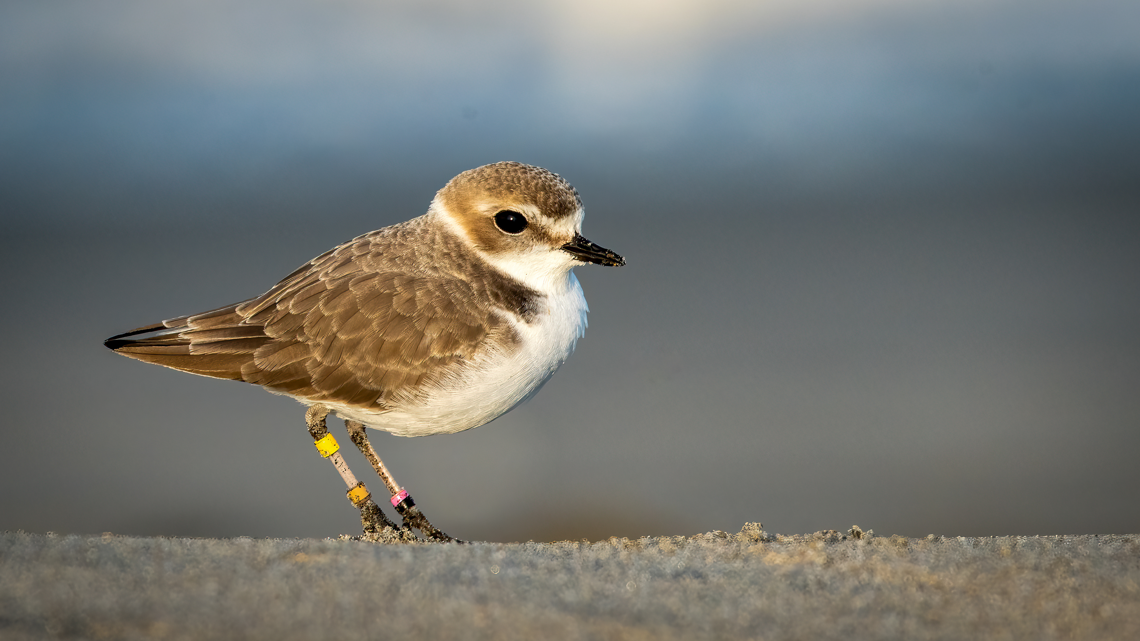 Snowy Plover