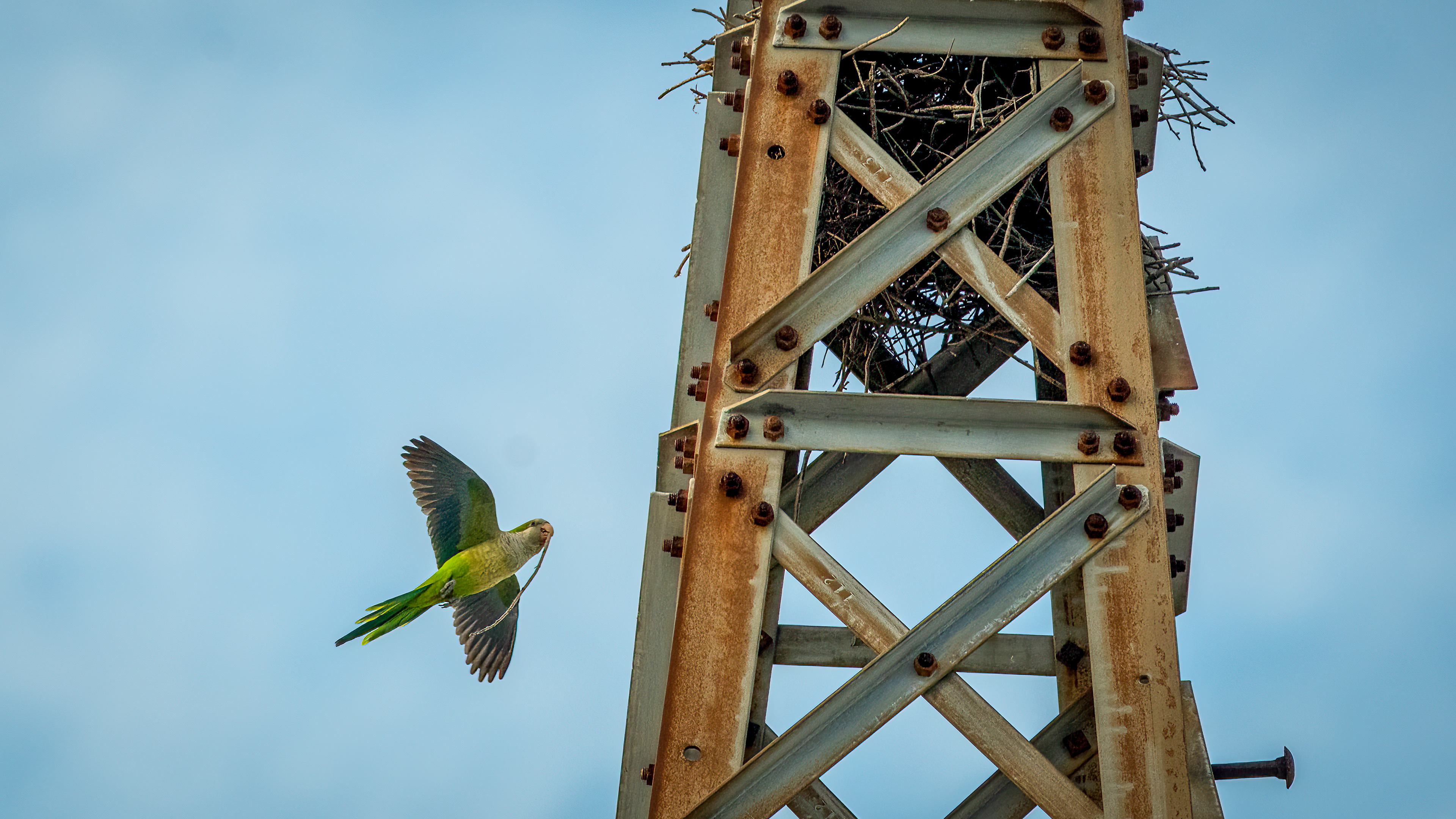 Monk Parakeet