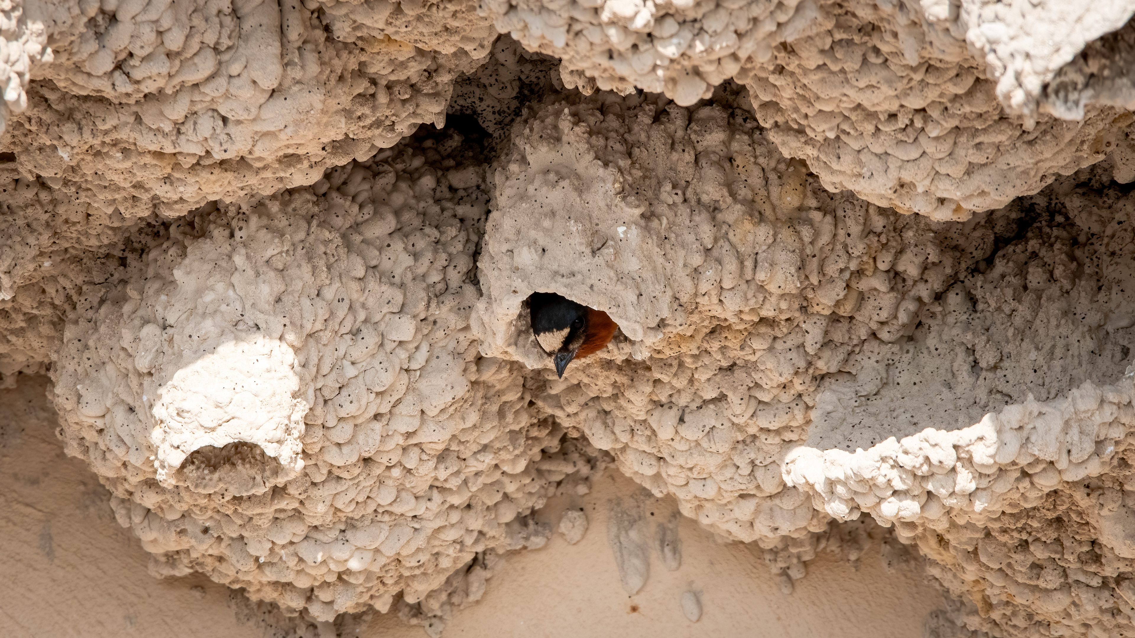 Cliff Swallow in Nest