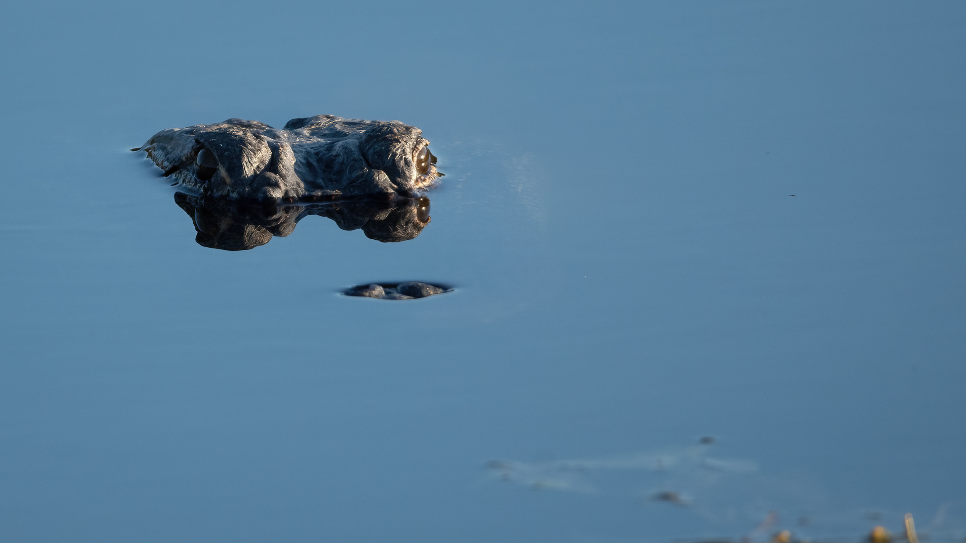 American Alligator