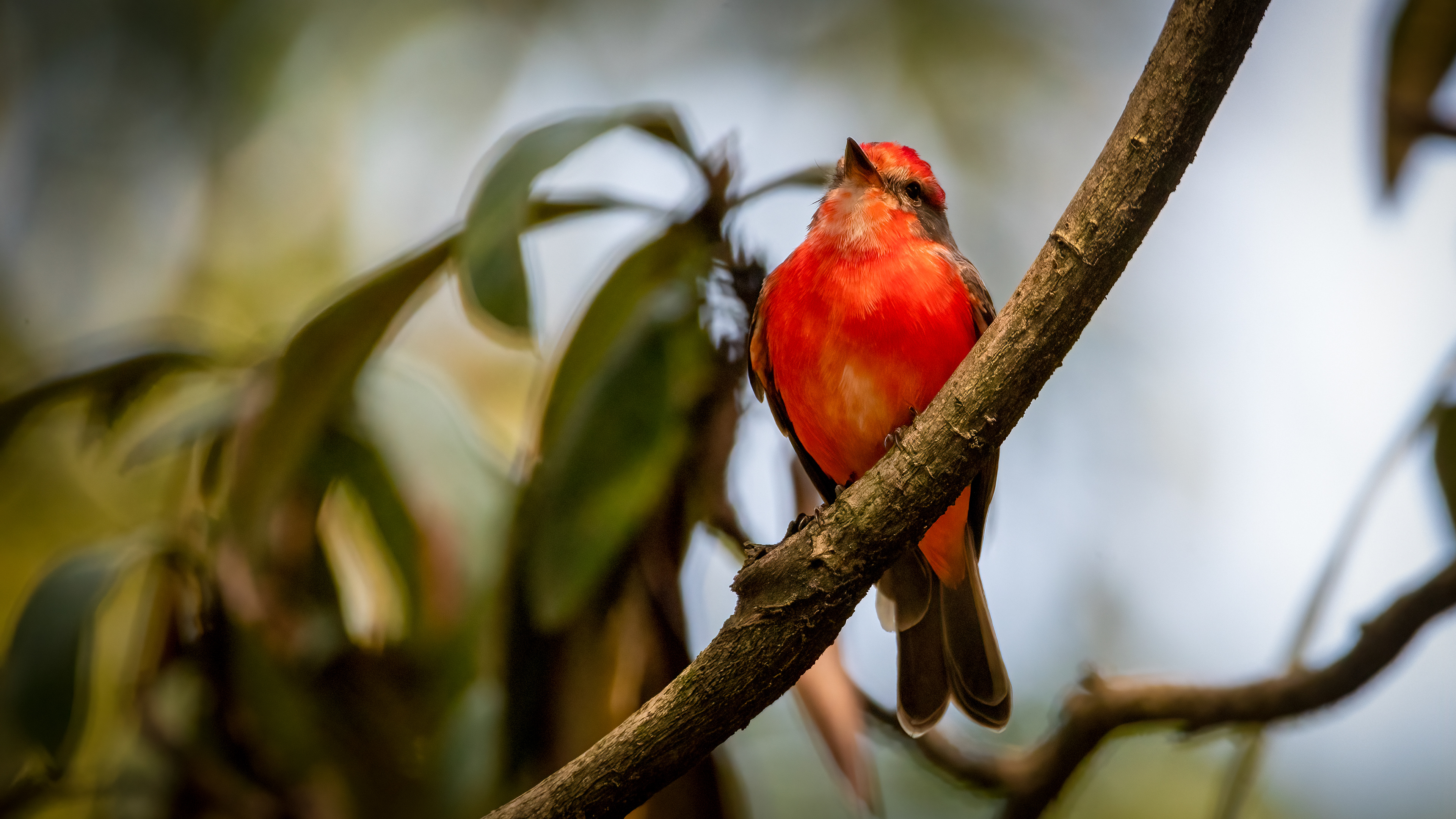 Vermillion Flycatcher