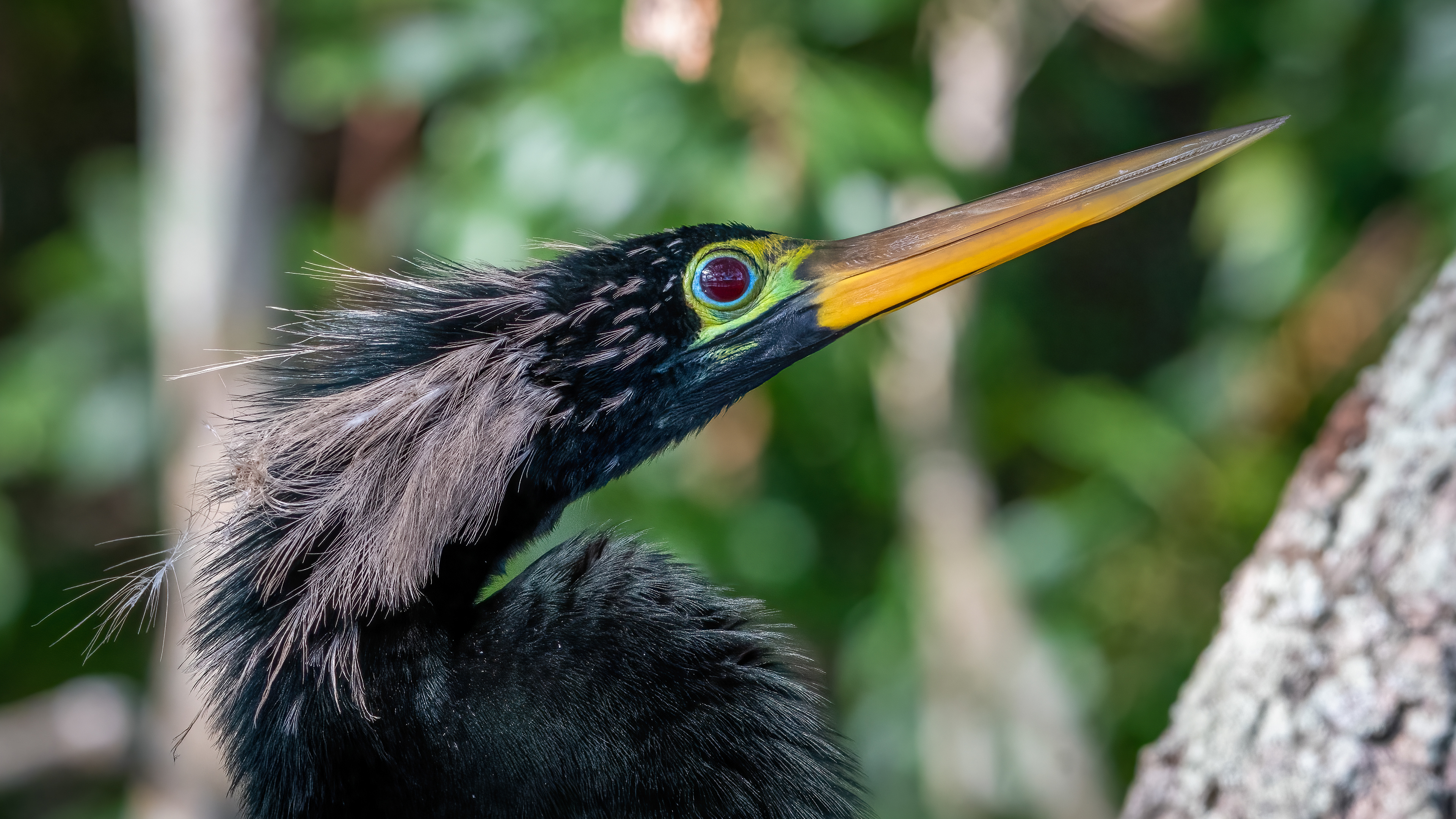 Anhinga