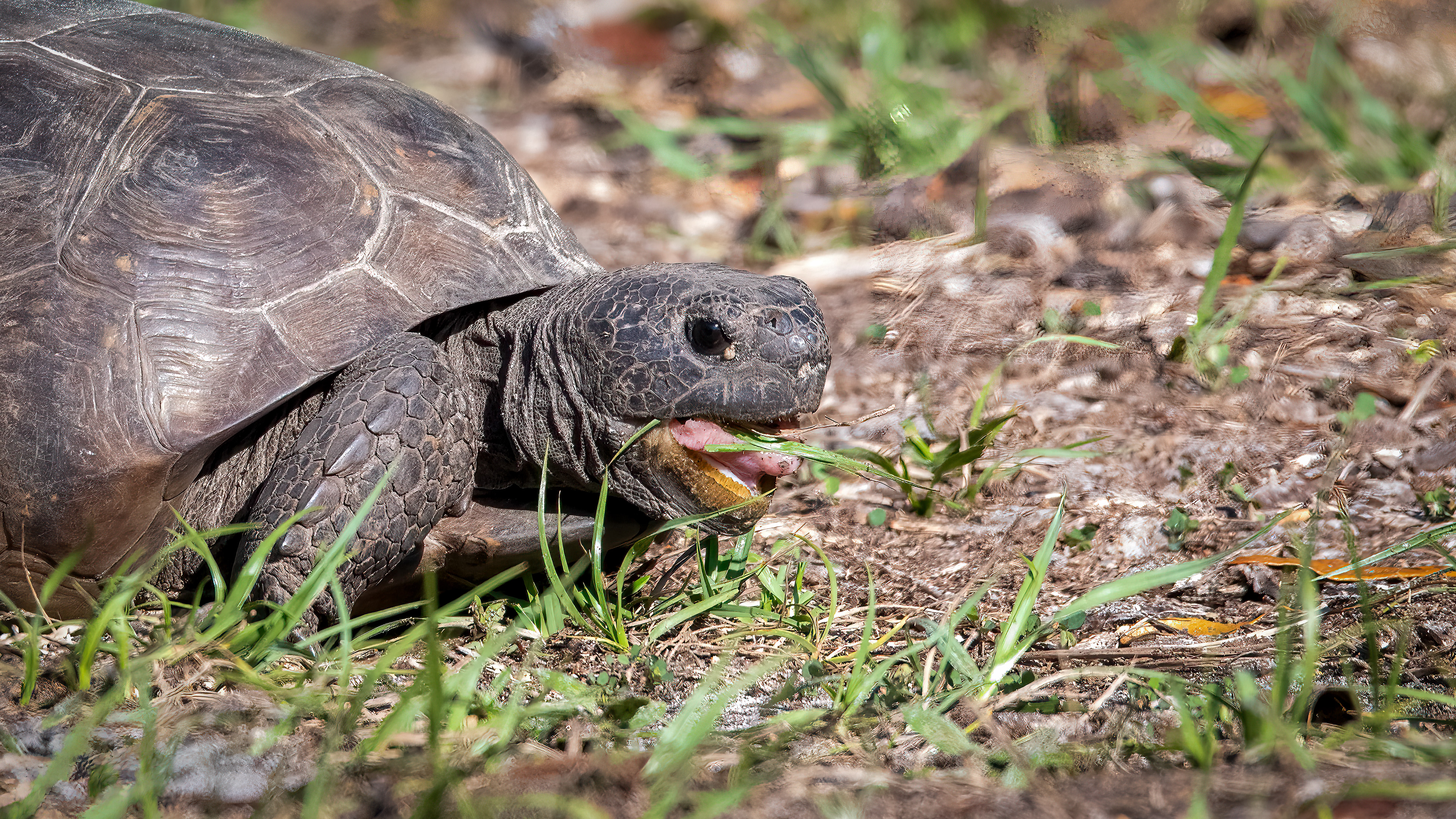 Gopher Tortoise