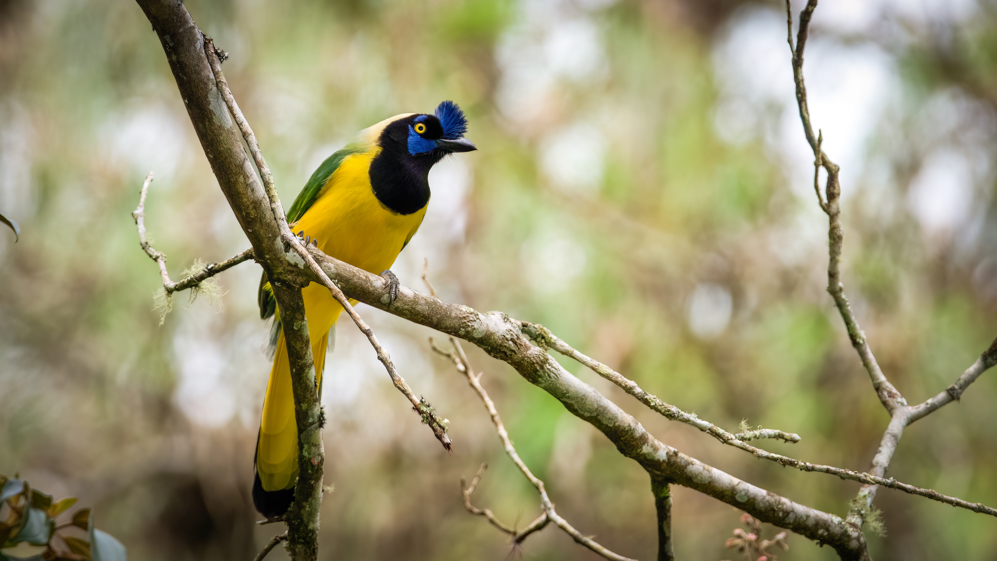 Green Jay