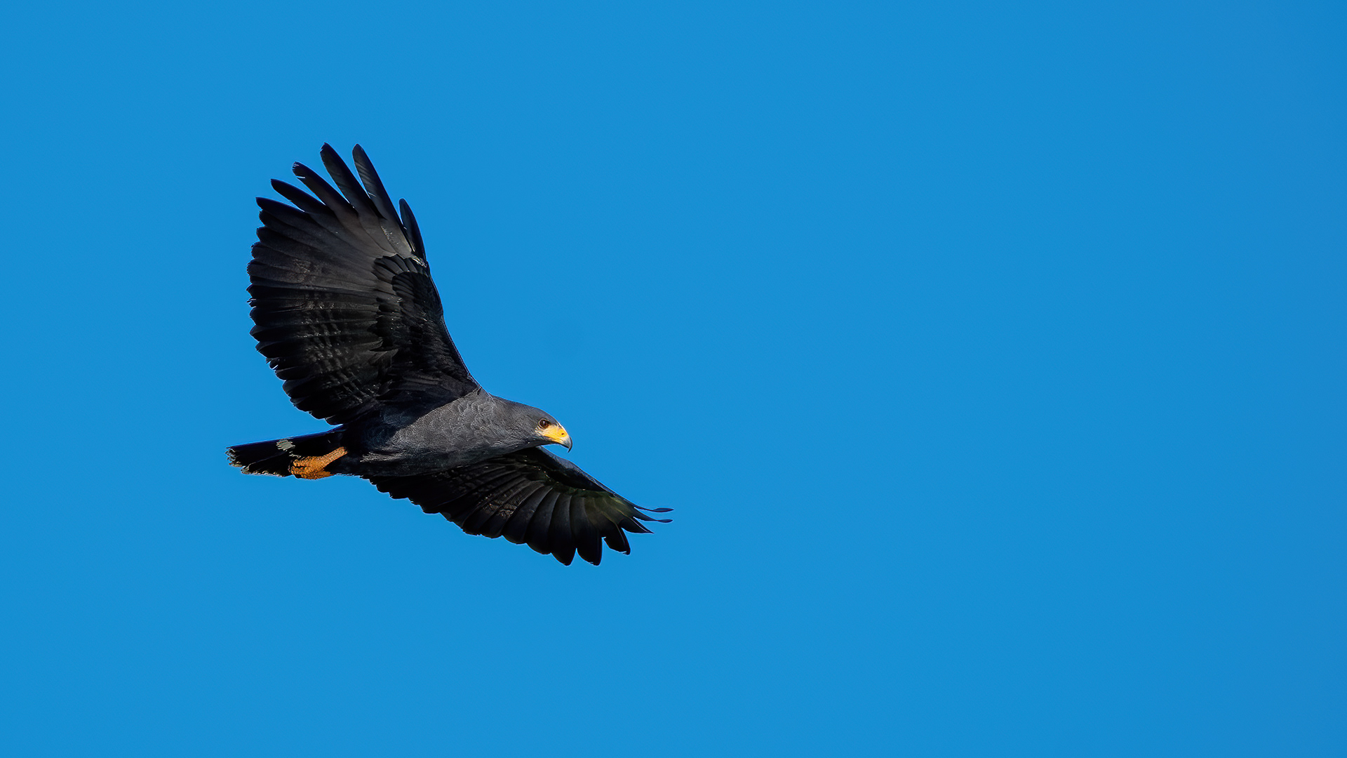 Common Black Hawk