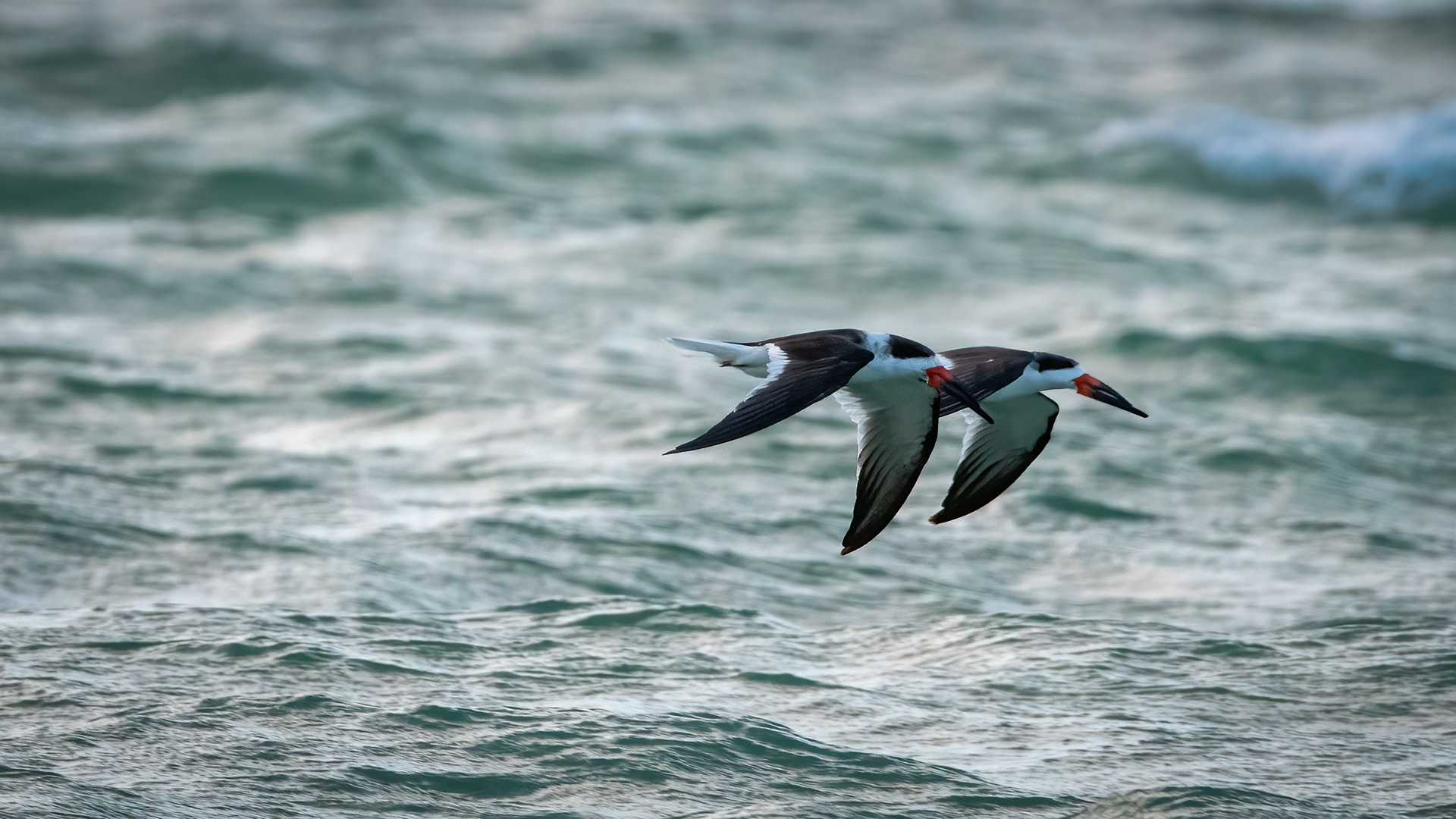 Black Skimmers