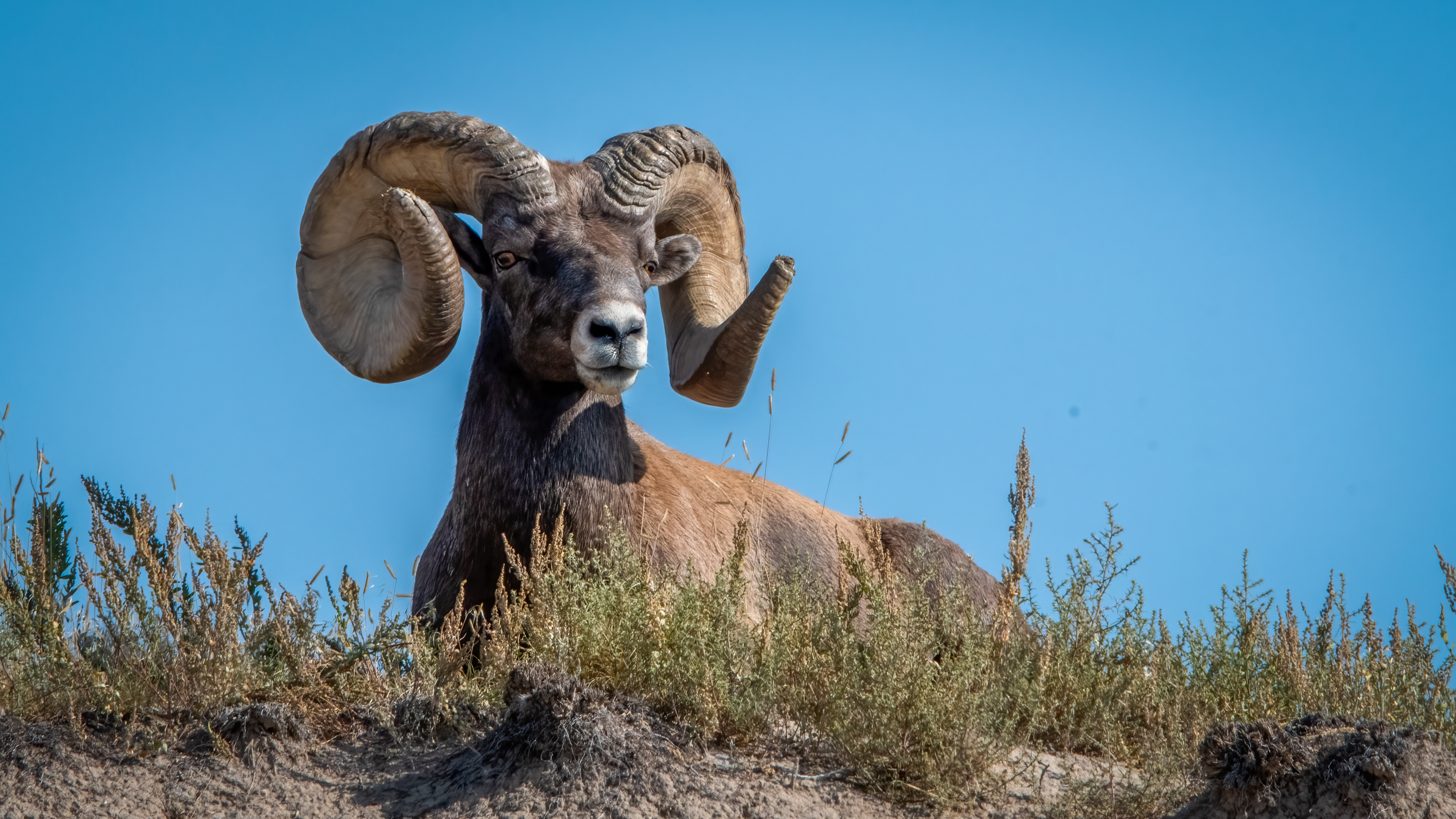Bighorn Sheep