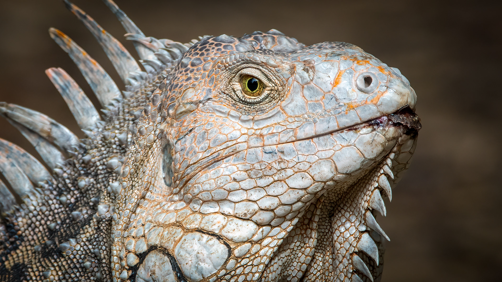 Green Iguana