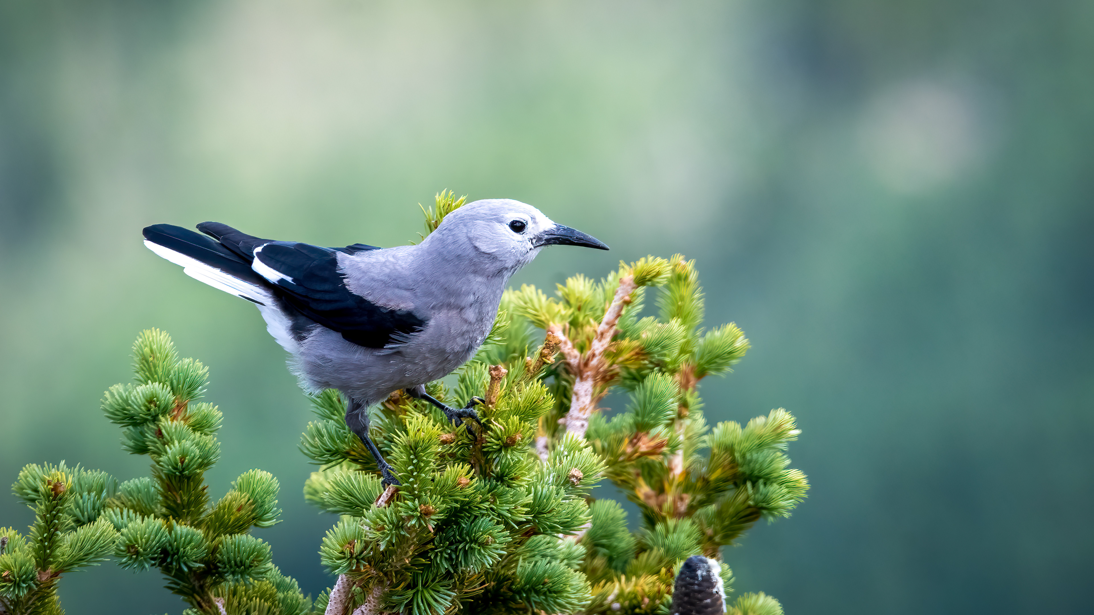 Clark's Nutcracker