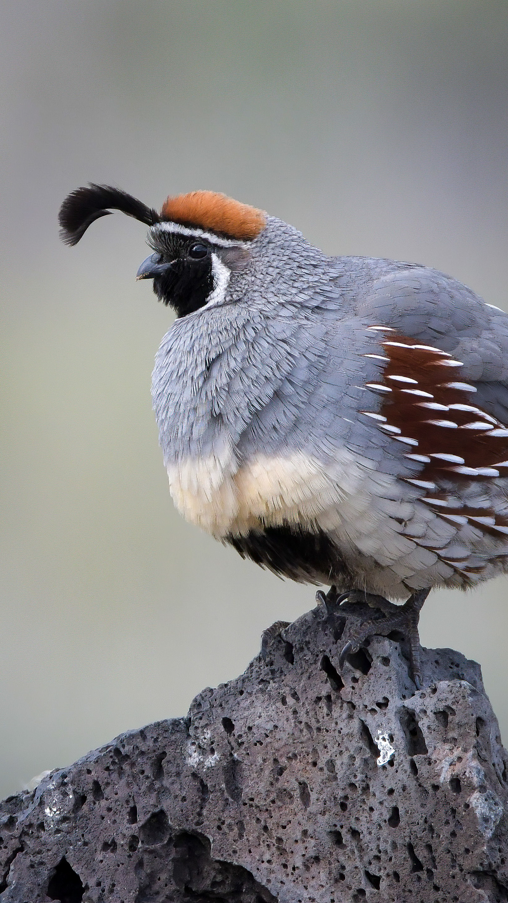 Gambel's Quail
