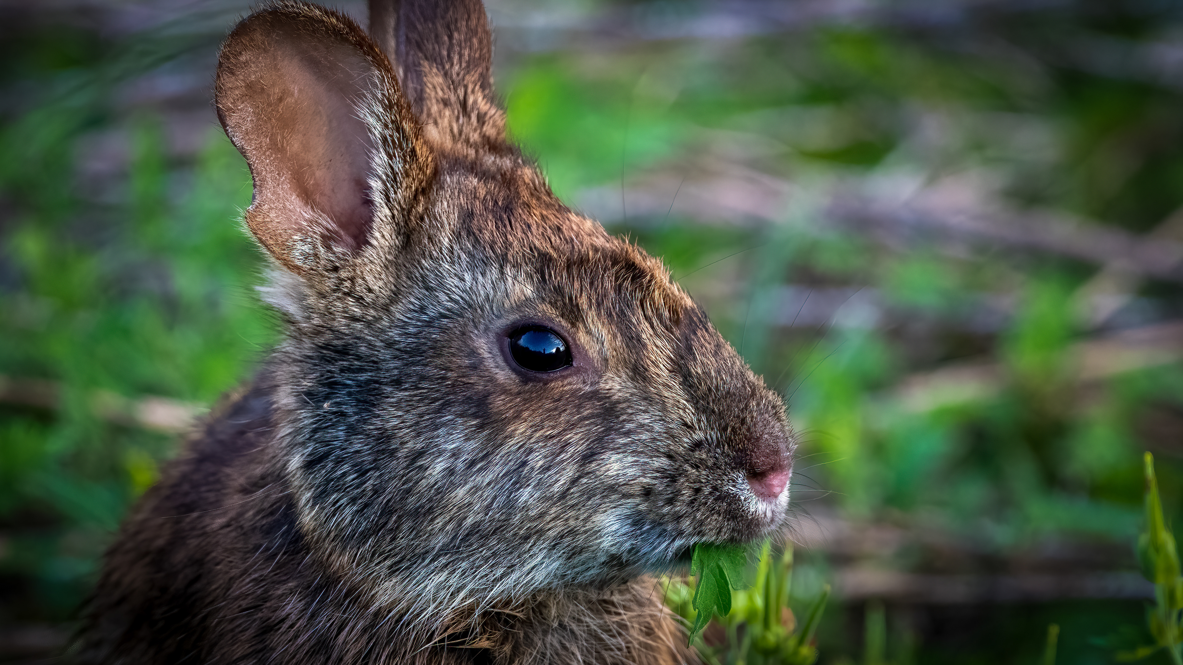 Marsh Rabbit