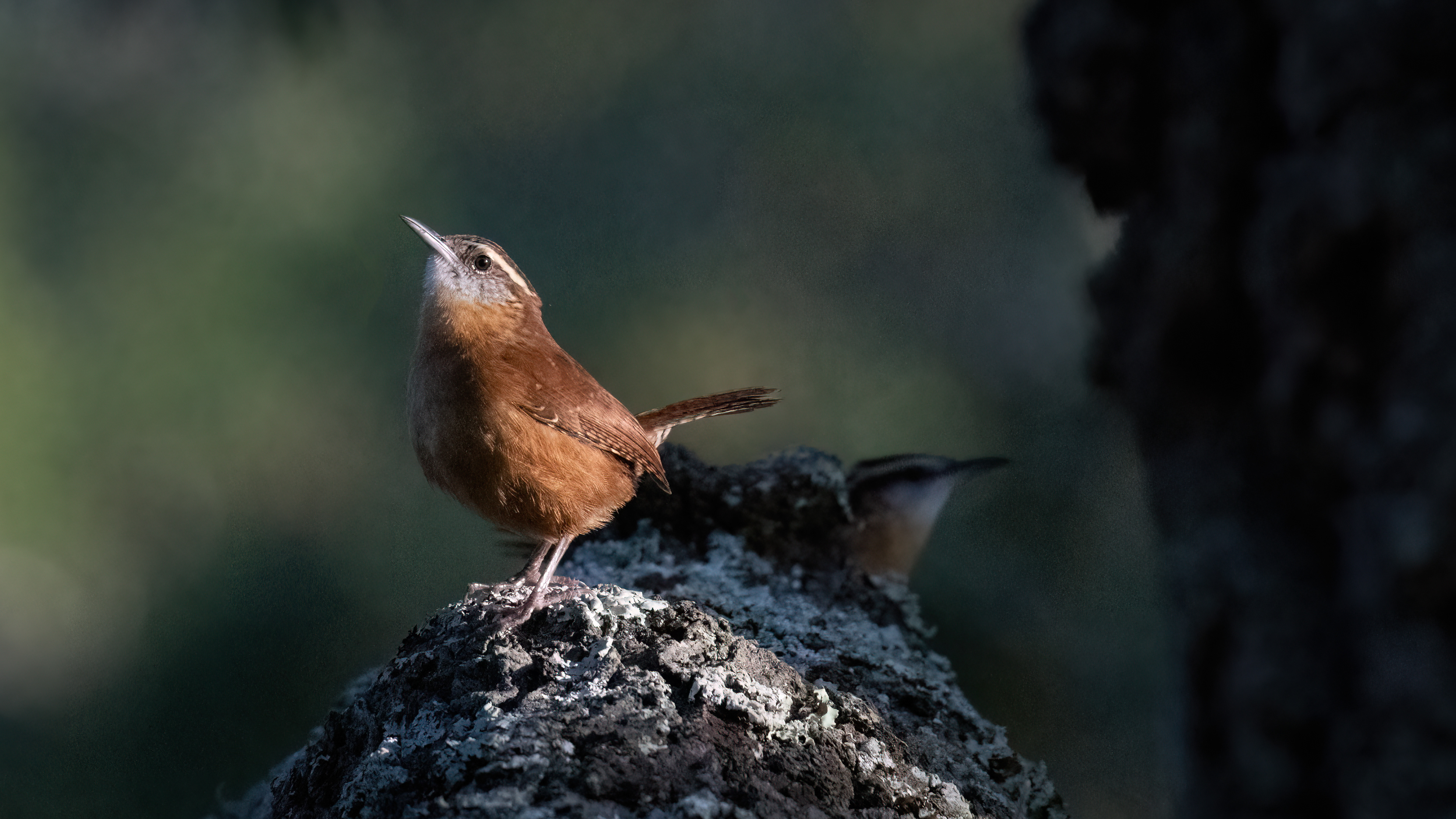 Carolina Wren