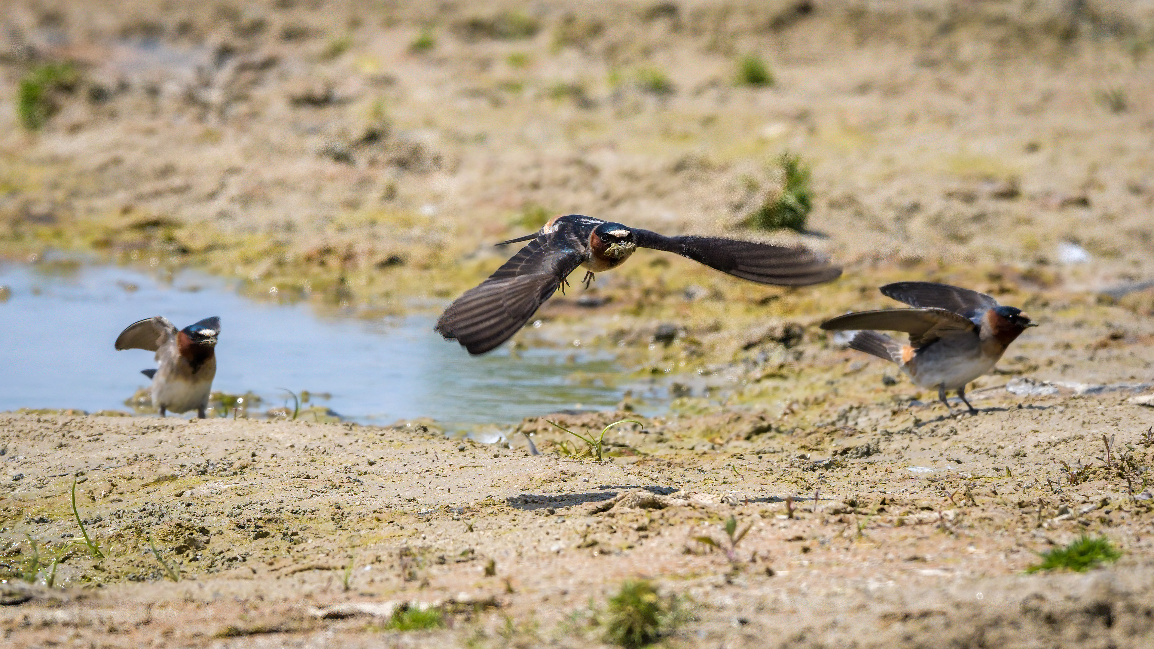 Cliff Swallow