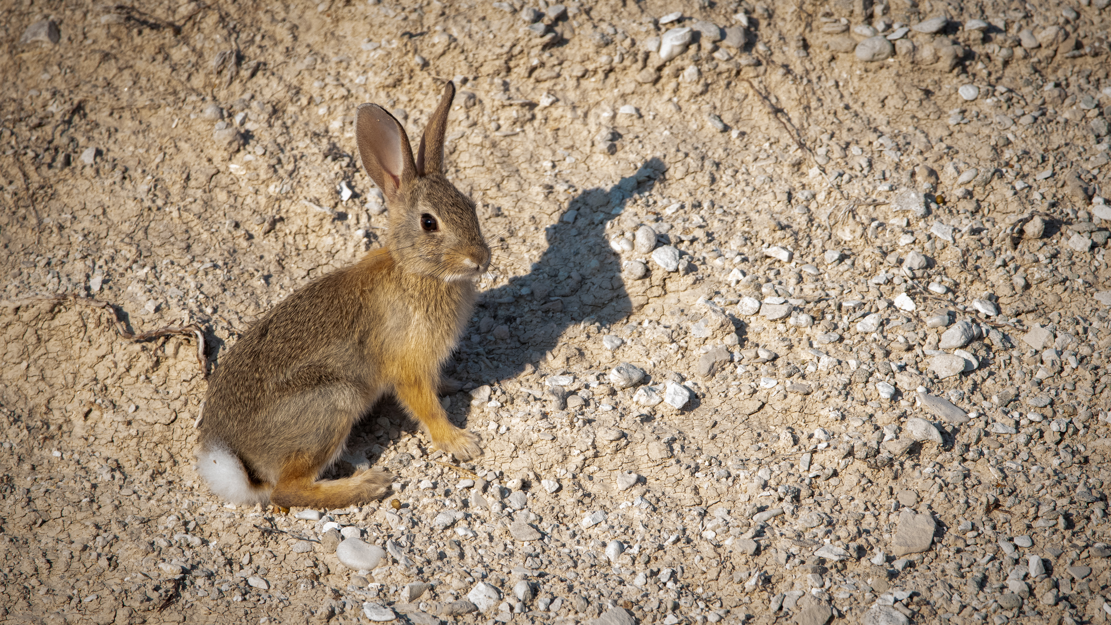 Desert Cottontail